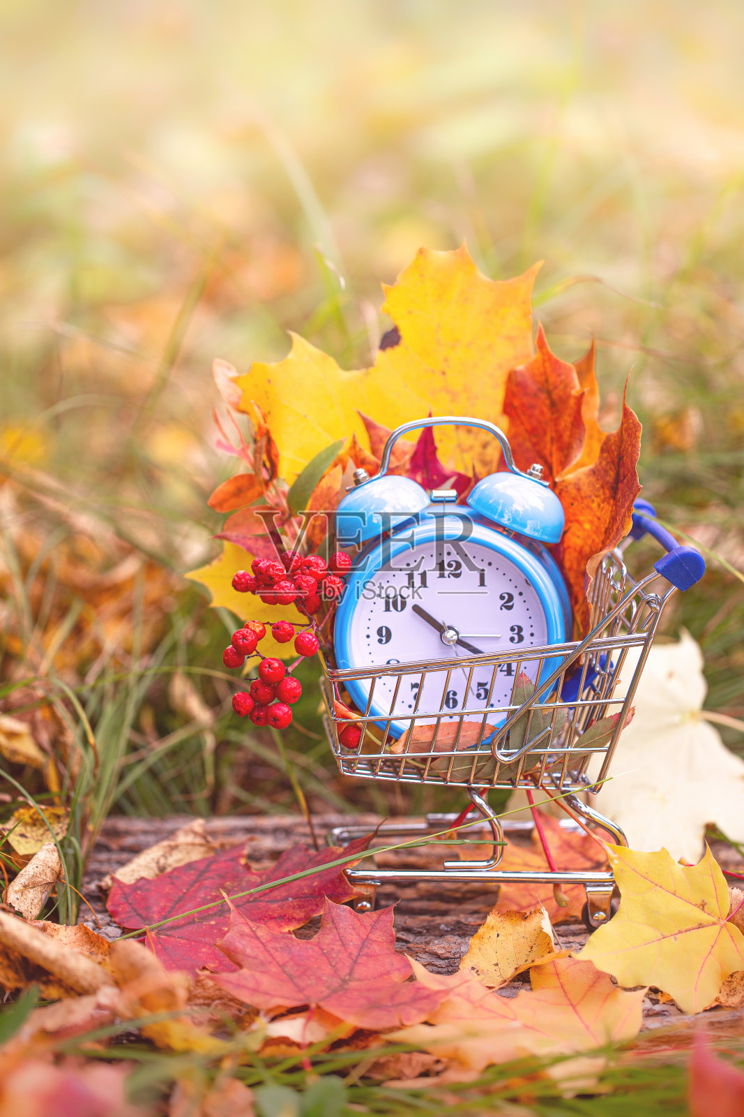 复古闹钟和枫叶在秋天的森林。照片摄影图片