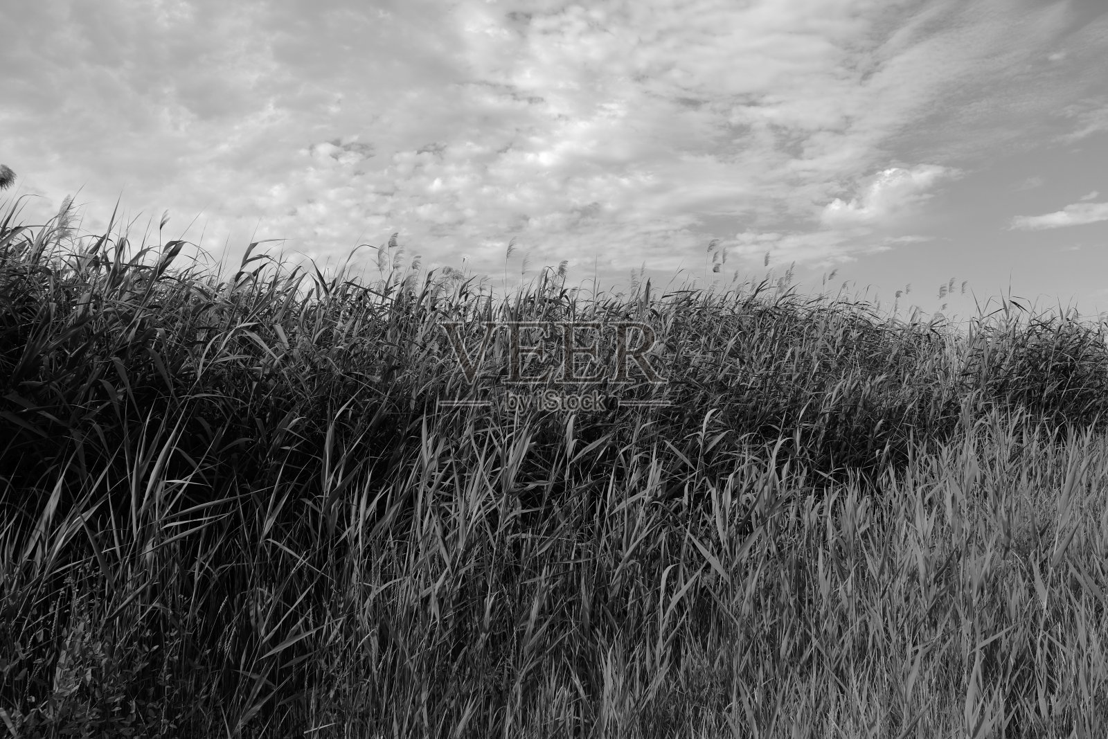 俄罗斯乡间的芦苇丛照片摄影图片