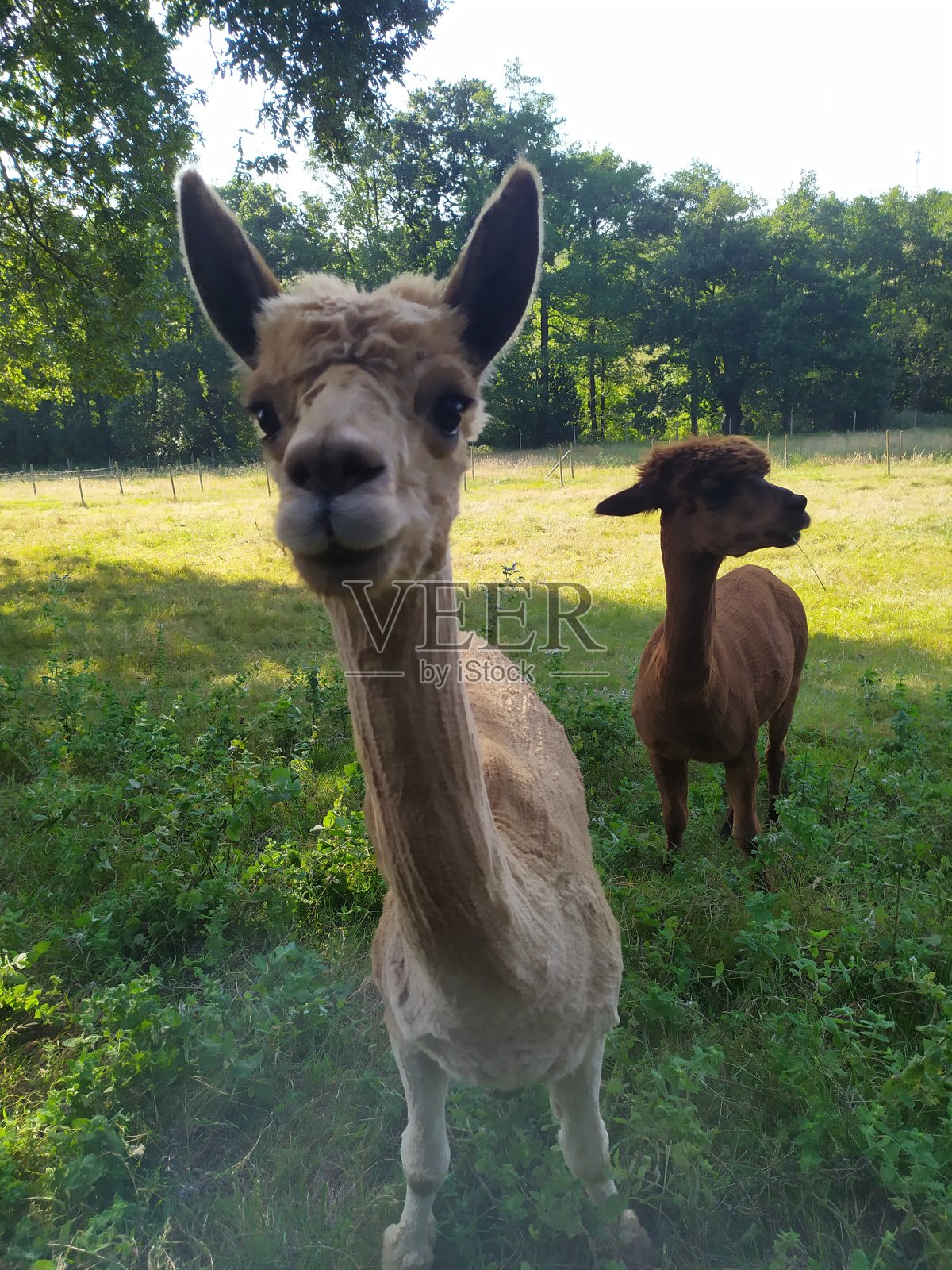 西班牙坎塔布里亚田野里美丽的羊驼照片摄影图片