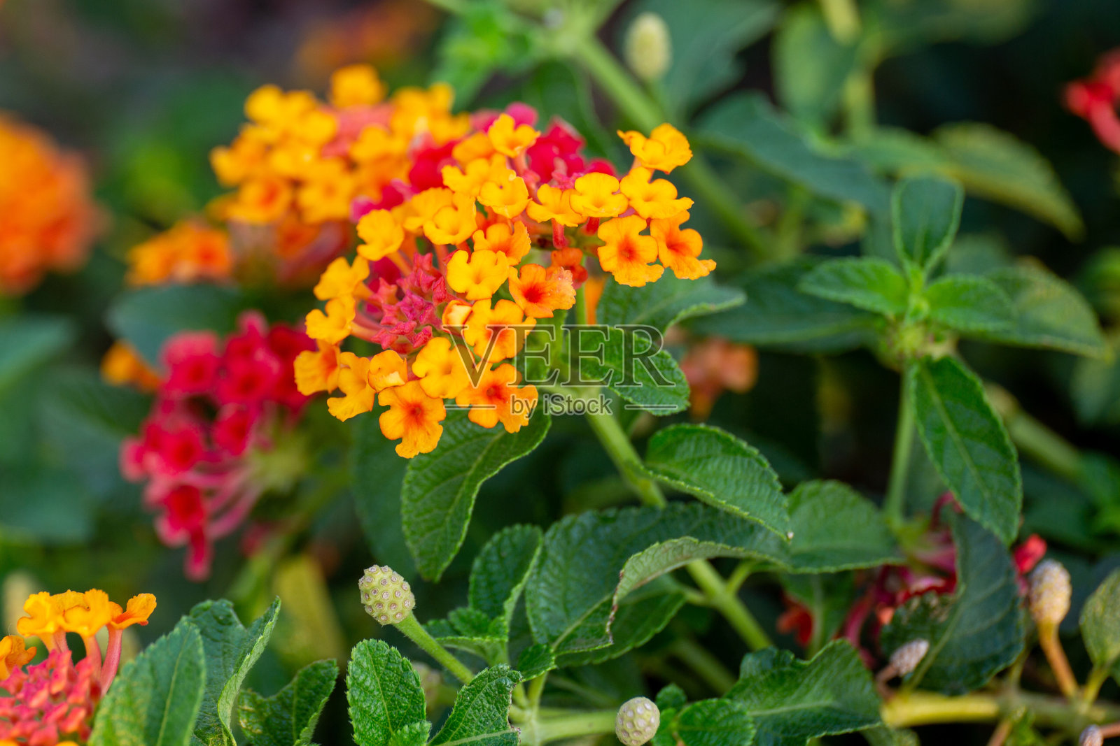 红色和黄色的马缨丹花孤立在白色的背景。照片摄影图片