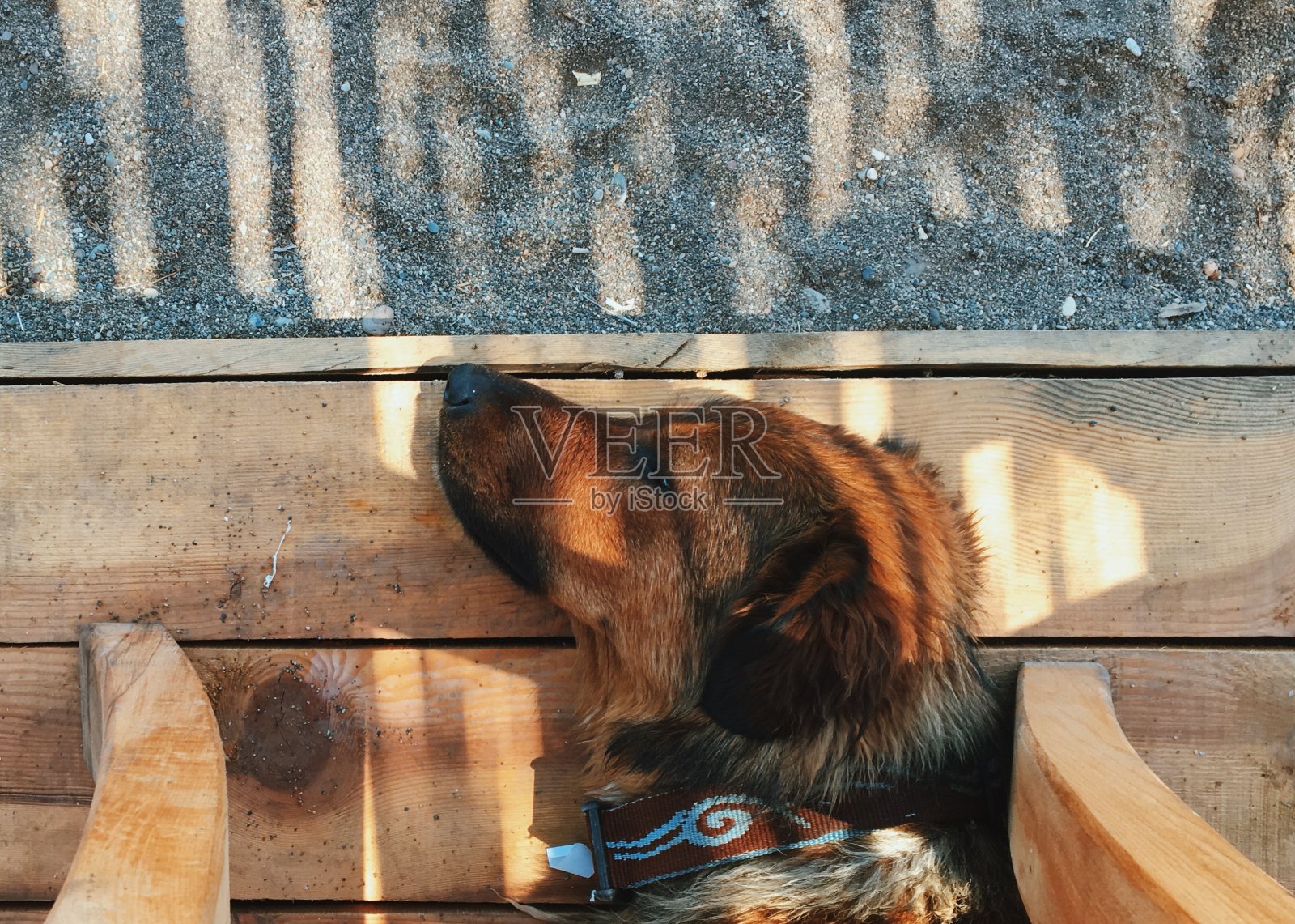 棕色狗户外肖像照片摄影图片