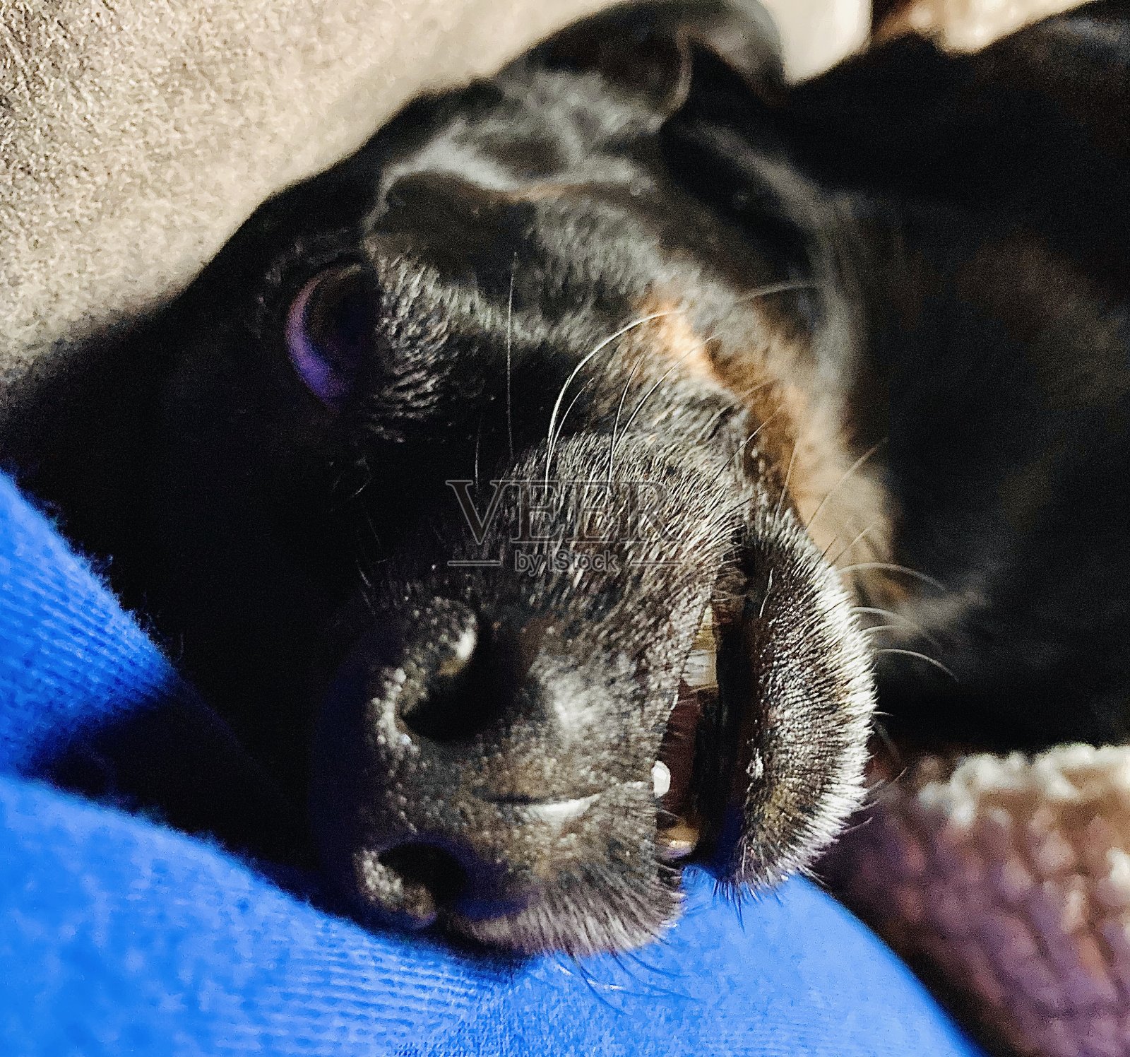 会笑的狗狗,照片摄影图片