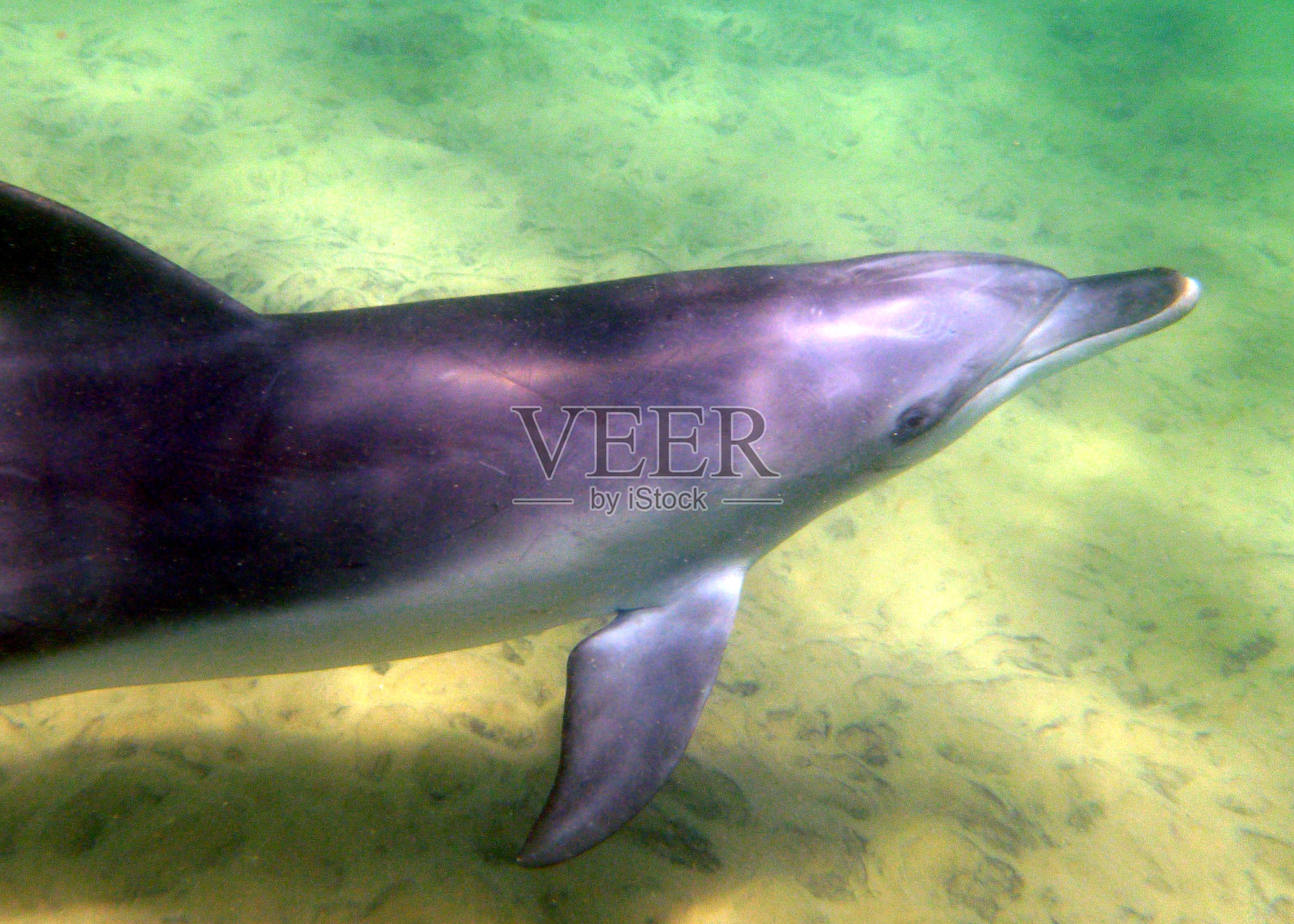 海豚在沙质海底游泳照片摄影图片