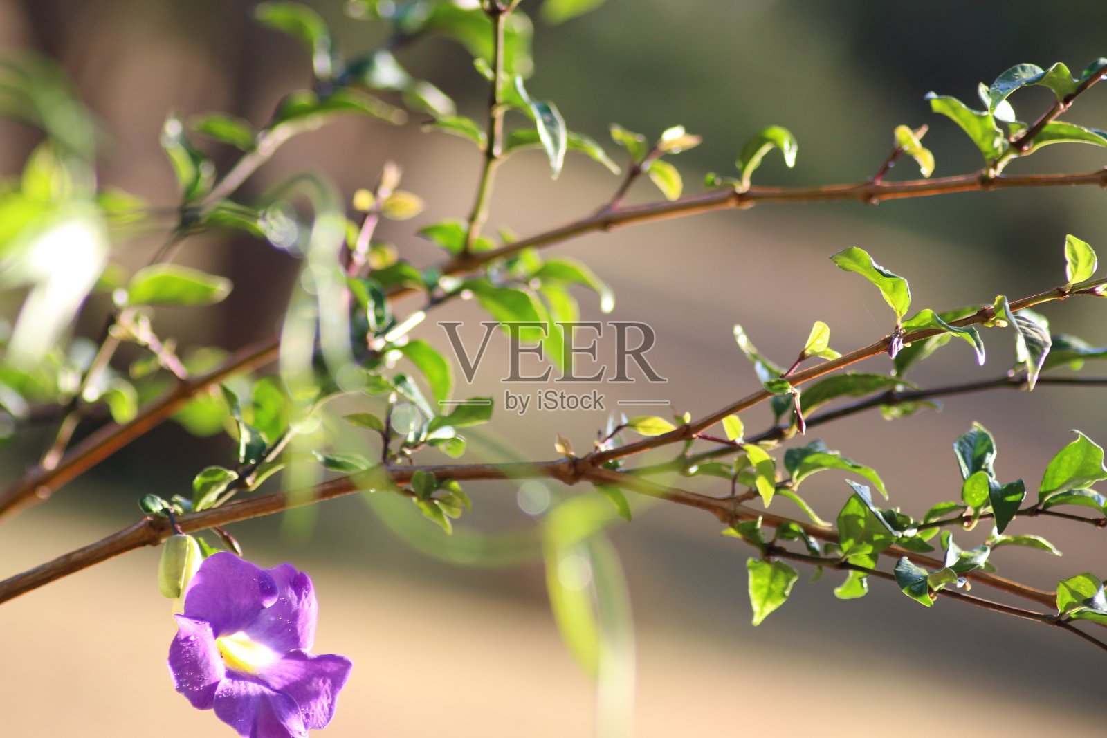 紫花植物特写照片摄影图片