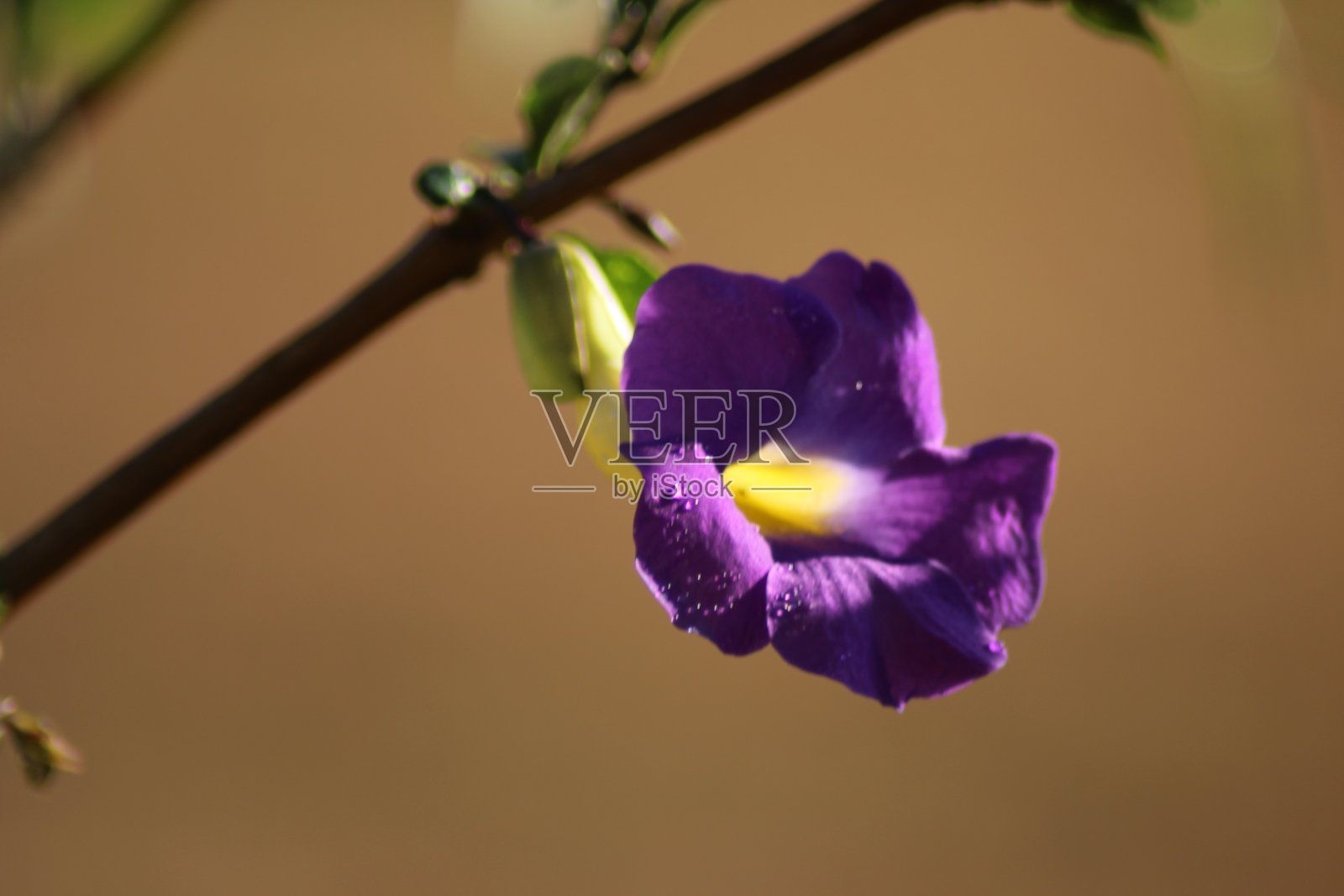 时钟藤照片摄影图片