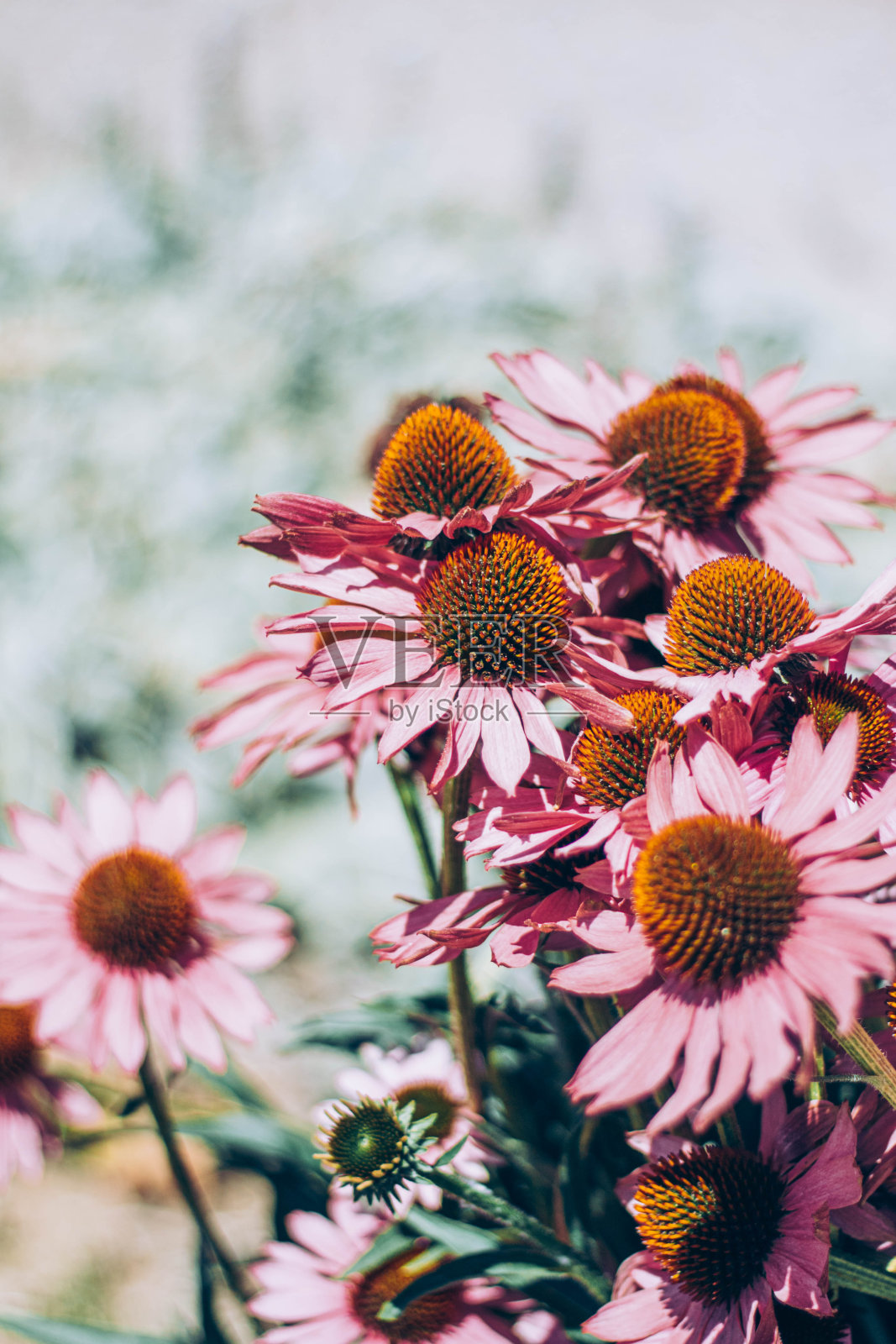 粉红色花，橙色雌蕊照片摄影图片