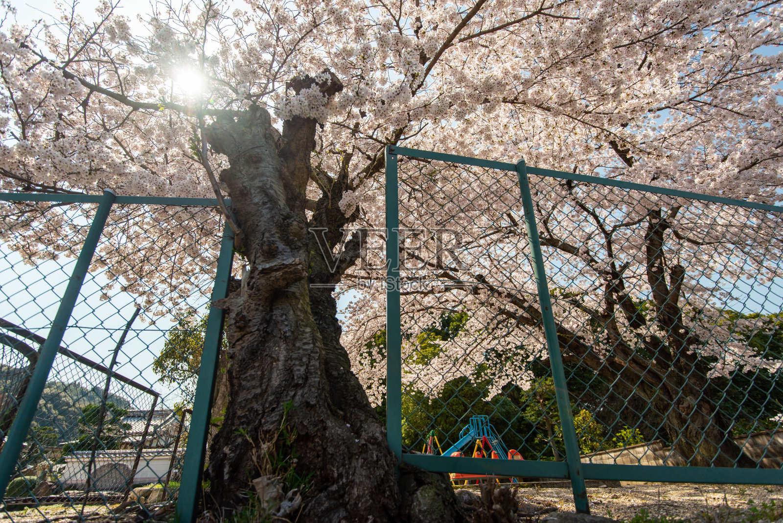 公园里的樱花和操场上的设备照片摄影图片