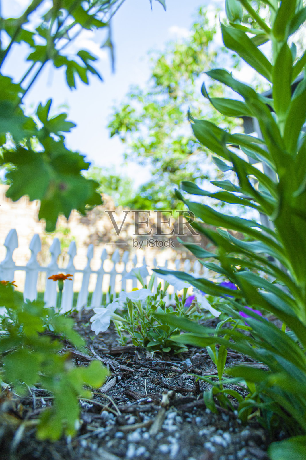 私人花园。照片摄影图片