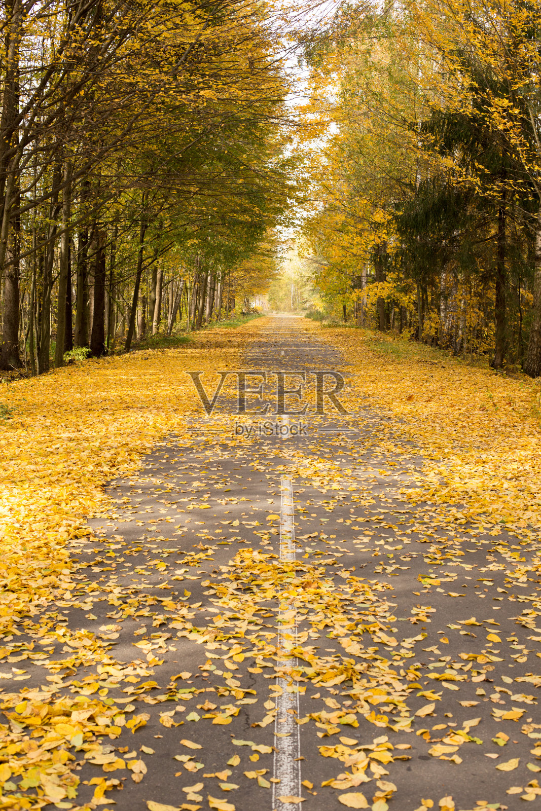 秋季公园与森林照片摄影图片