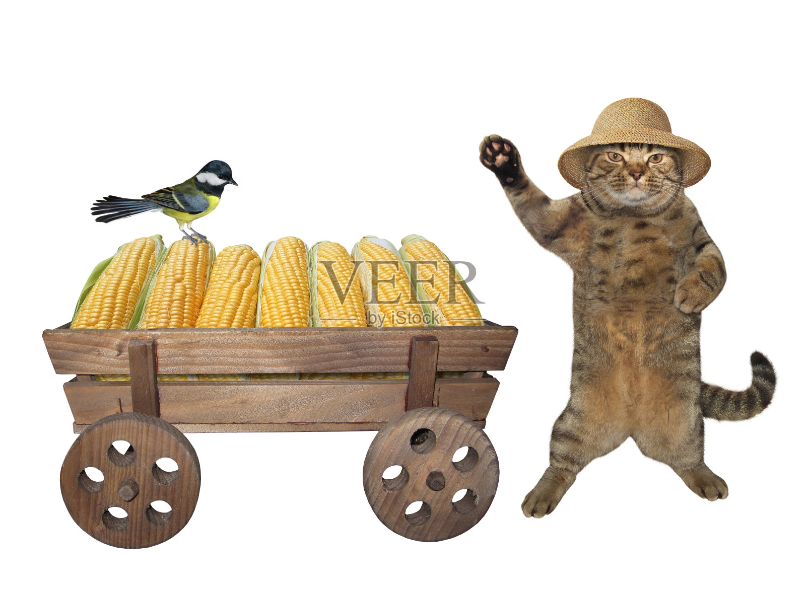 猫靠近一辆玉米车照片摄影图片