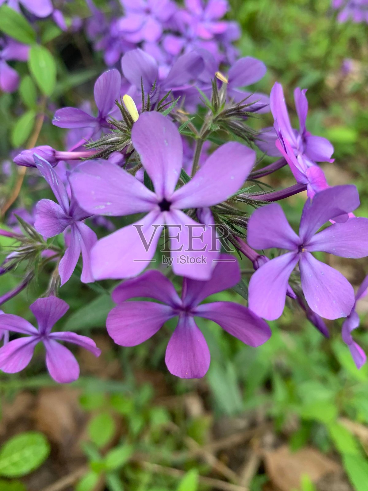 紫色的花照片摄影图片