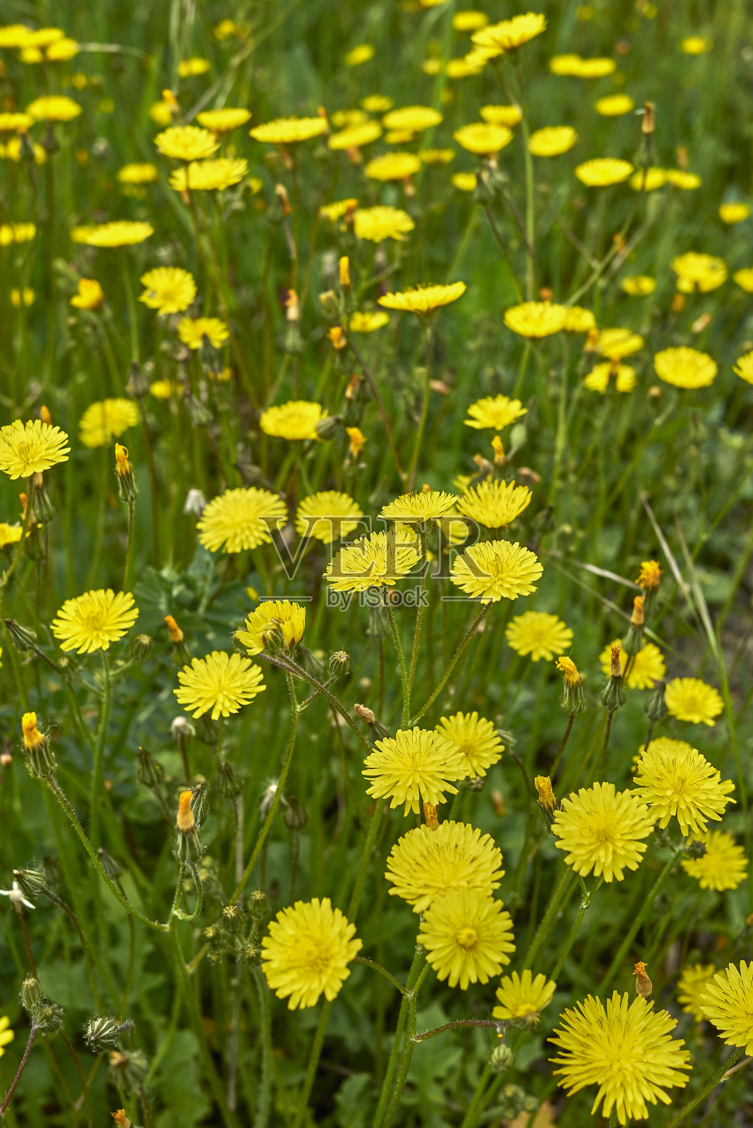 克雷皮斯·桑塔照片摄影图片