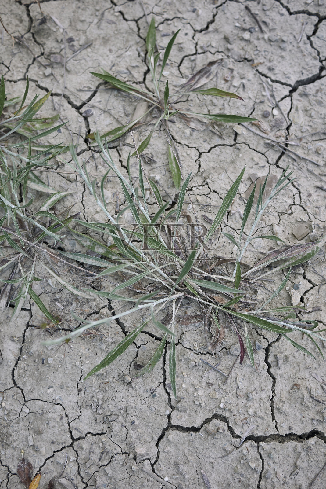 森陶雷亚 · 布拉克泰塔照片摄影图片