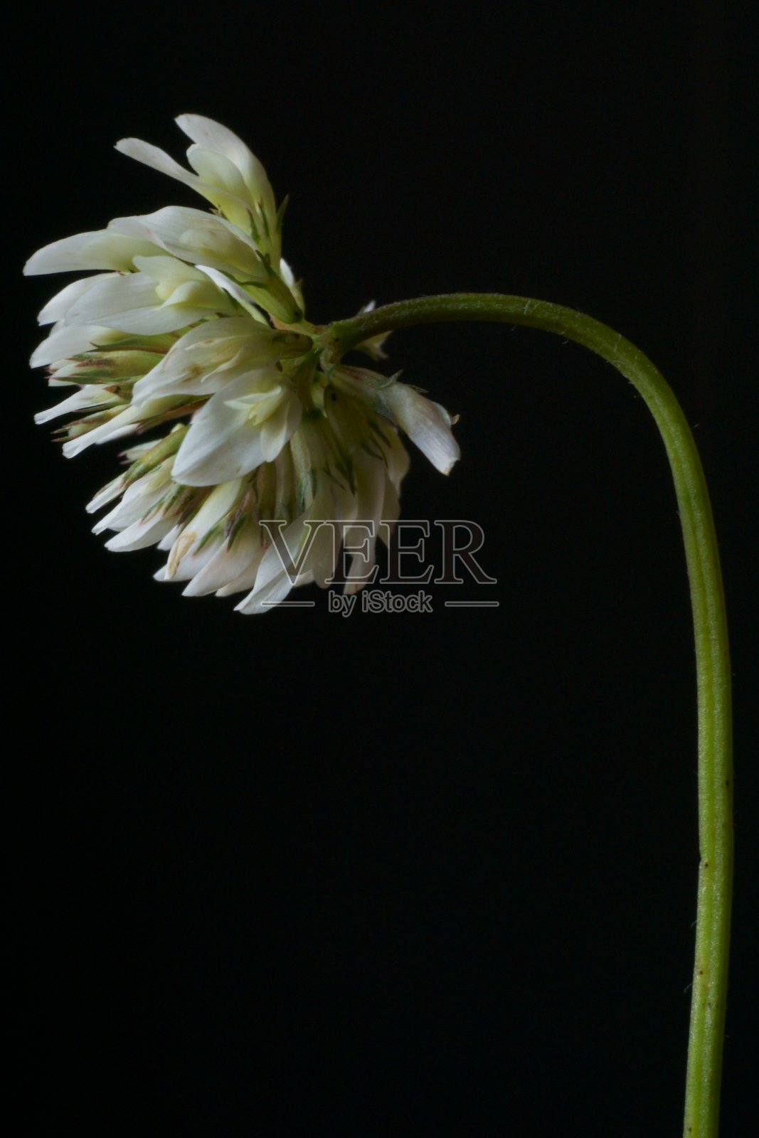 背景有白色三叶草花，三叶草照片摄影图片