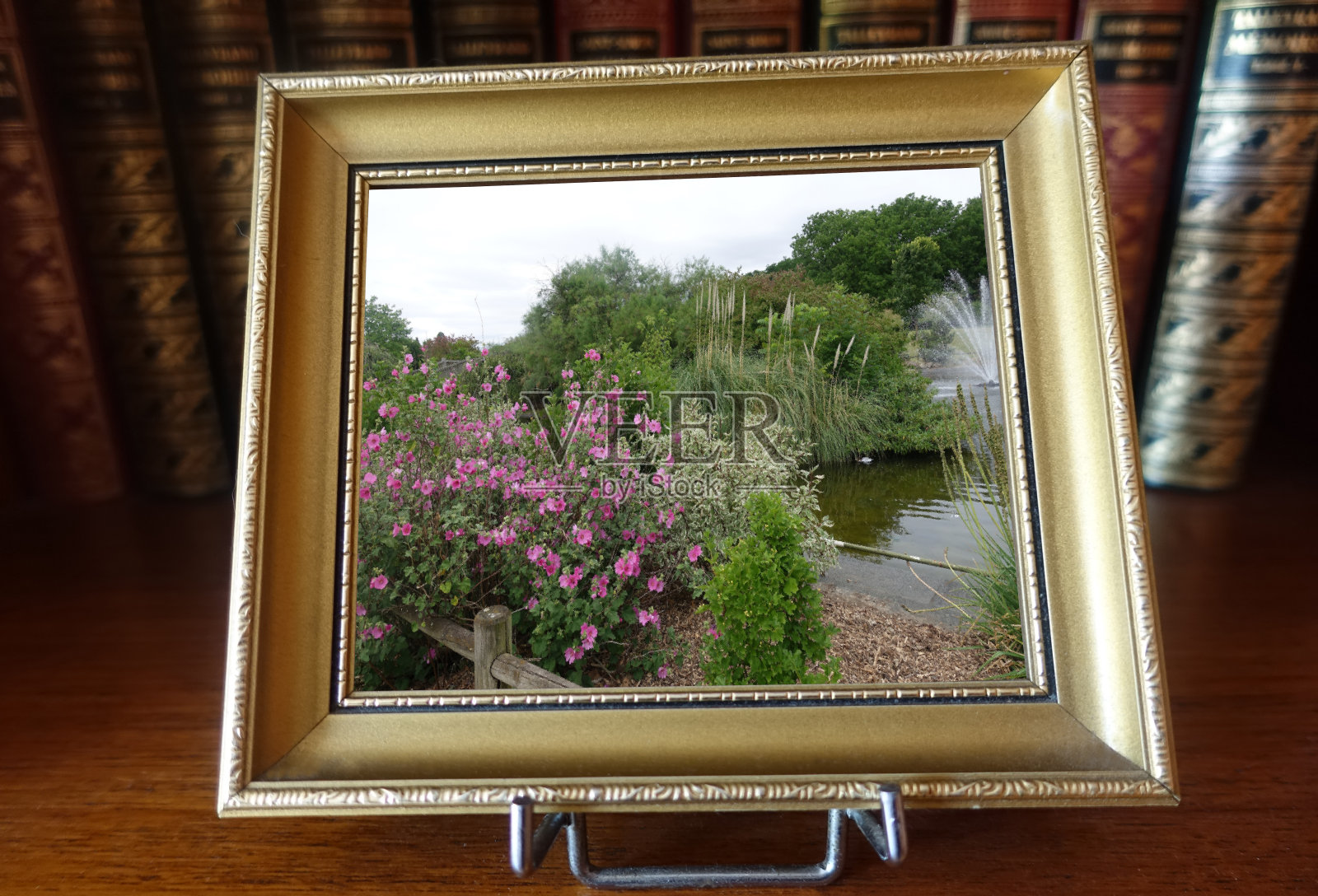 一个花团锦簇的木槿公园照片摄影图片