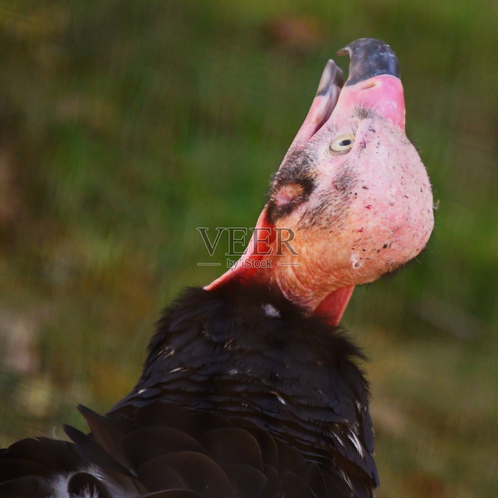 秃鹰照片摄影图片