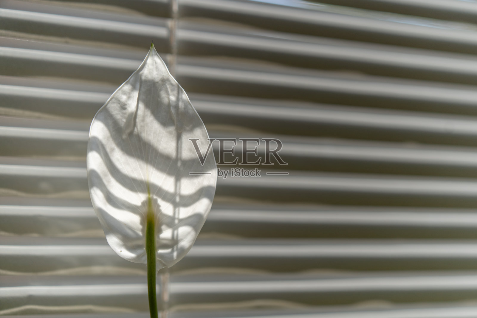 白色的花在条纹的背景和复制的空间在右边。阳光背照在百叶窗上。时尚的壁纸，黑白图像。单色特写镜头照片摄影图片