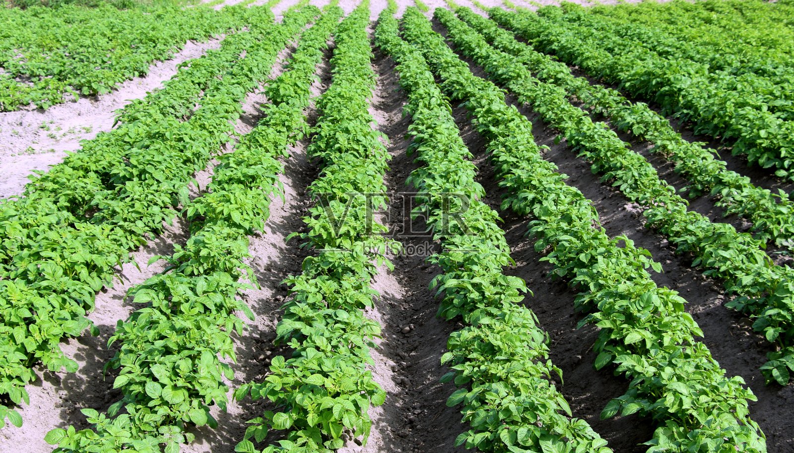 生长在地里的小土豆，绿色的土豆幼苗，农场、村庄、田野、花园照片摄影图片