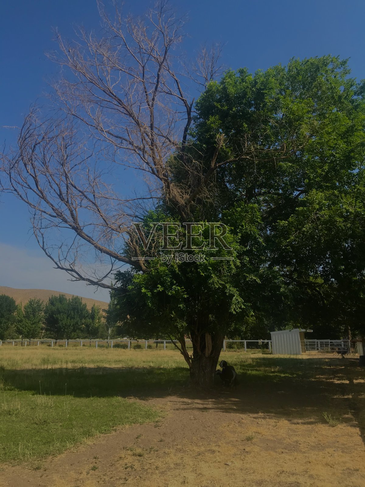 一半一半照片摄影图片