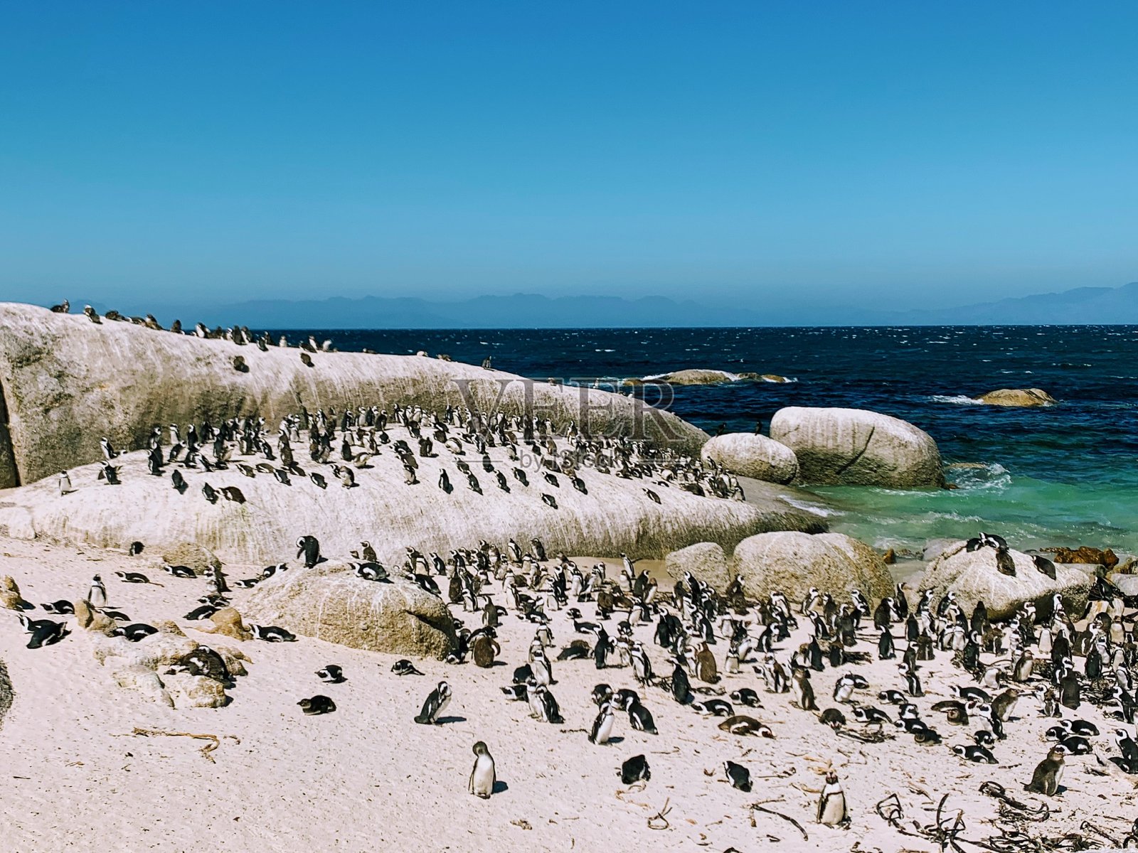 企鹅海滩照片摄影图片