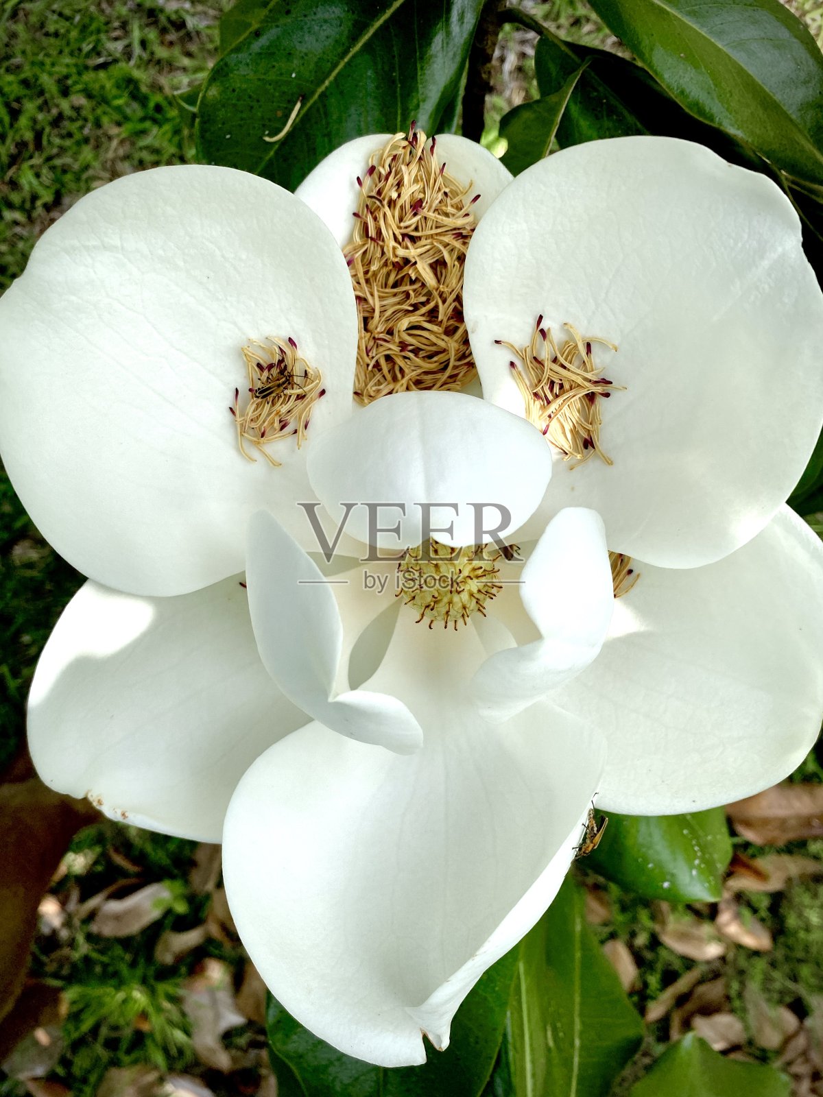 木兰开花照片摄影图片