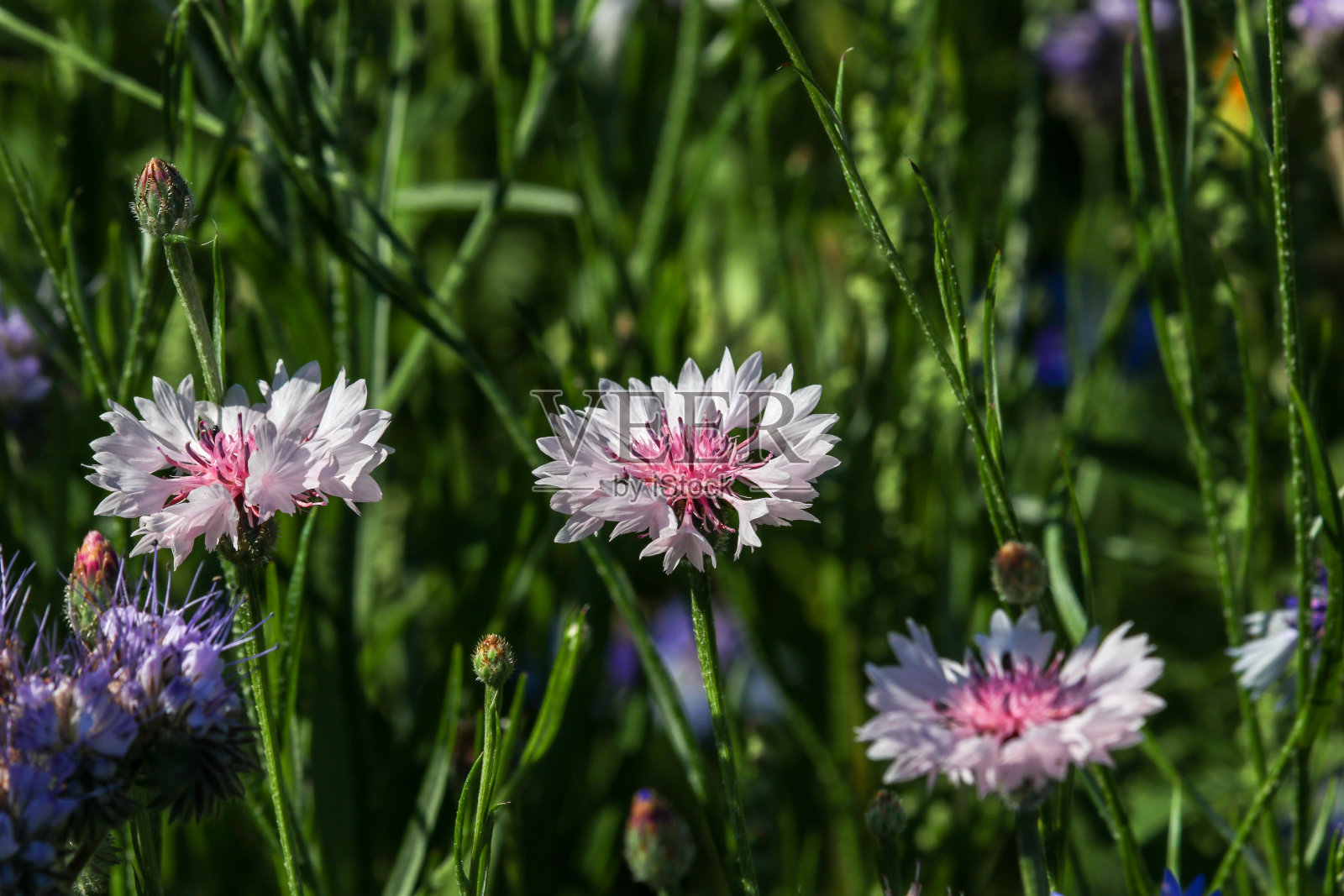 不同颜色的矢车菊花朵的特写照片摄影图片