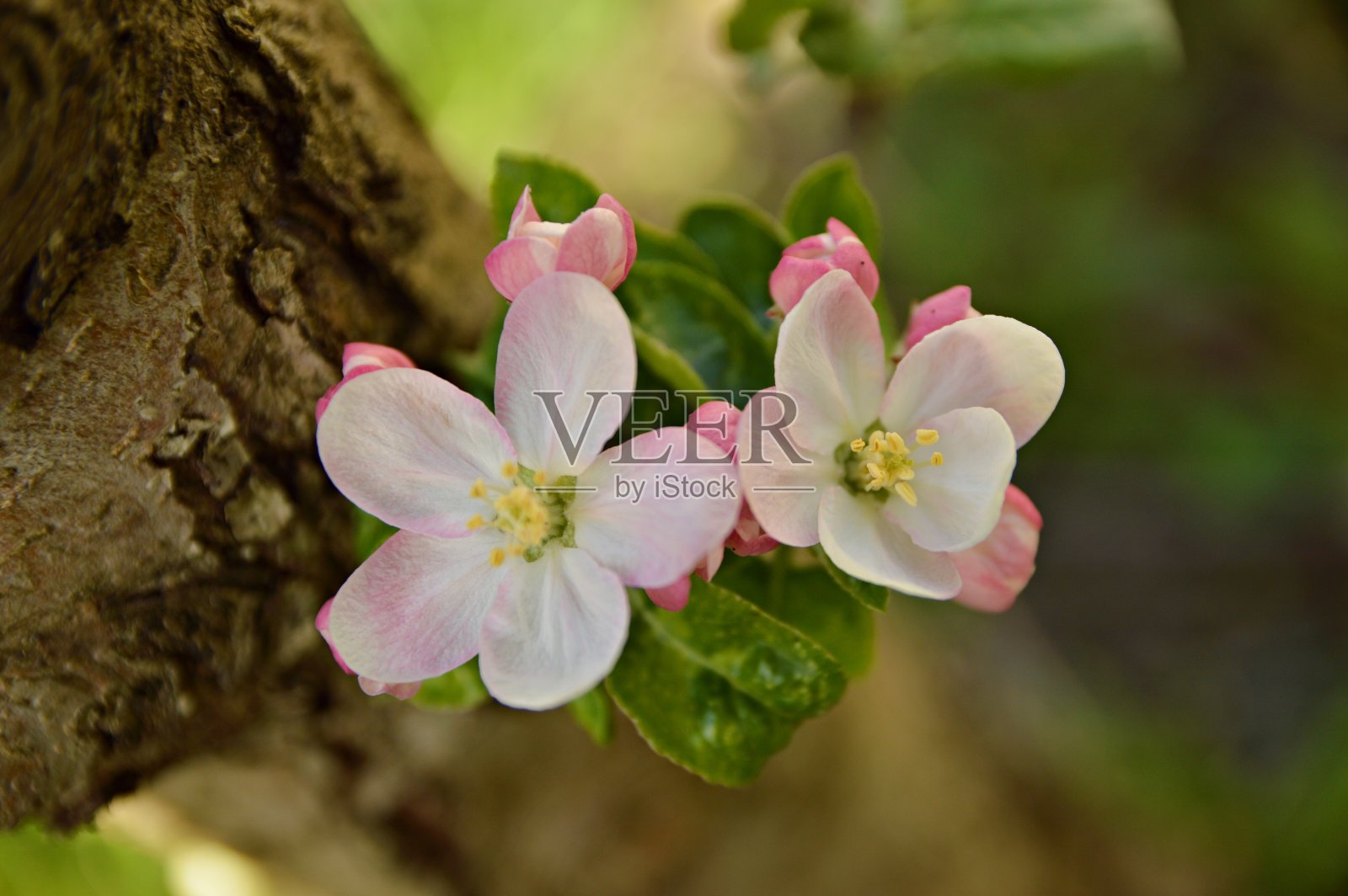 春天苹果树的树枝近距离开花照片摄影图片
