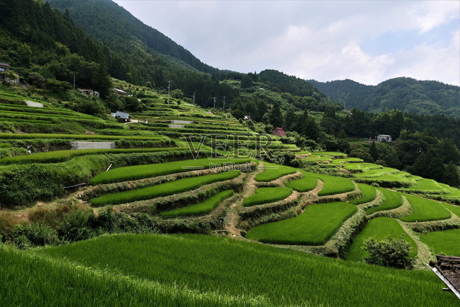 水稻梯田从侧面看照片摄影图片