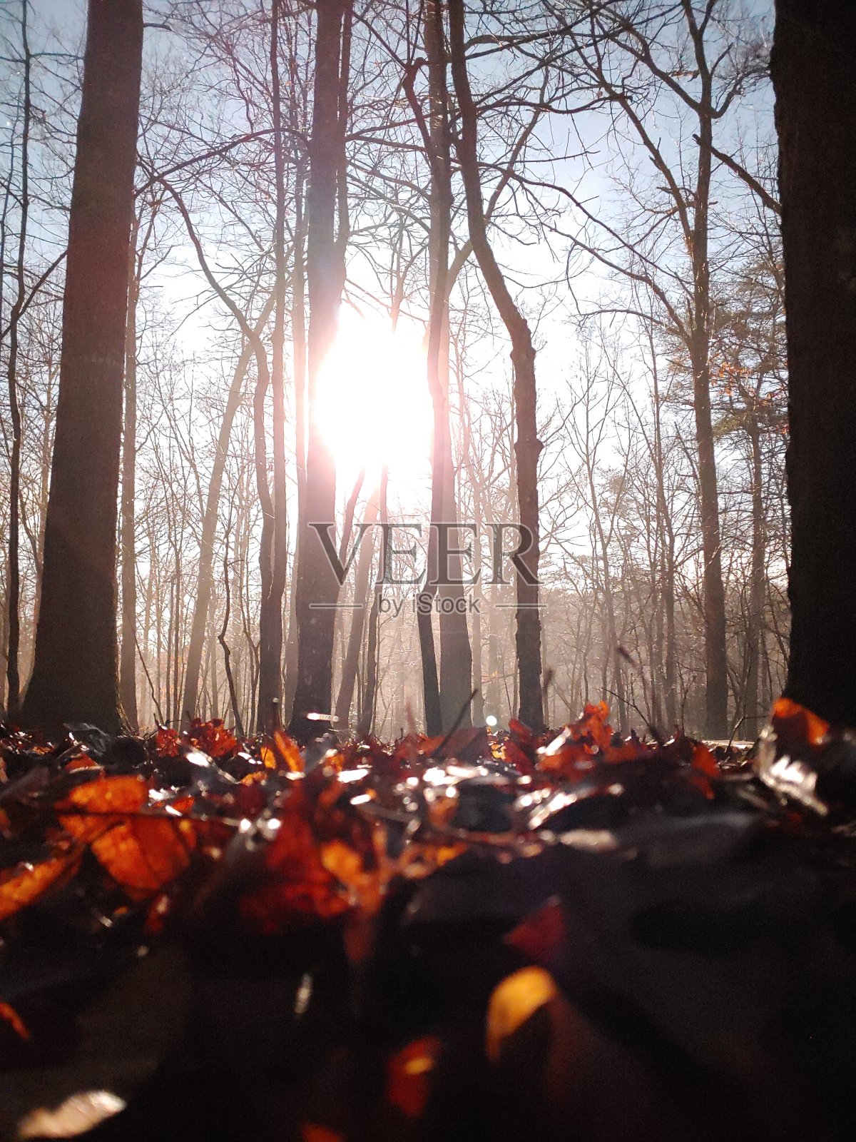 秋天的森林照片摄影图片