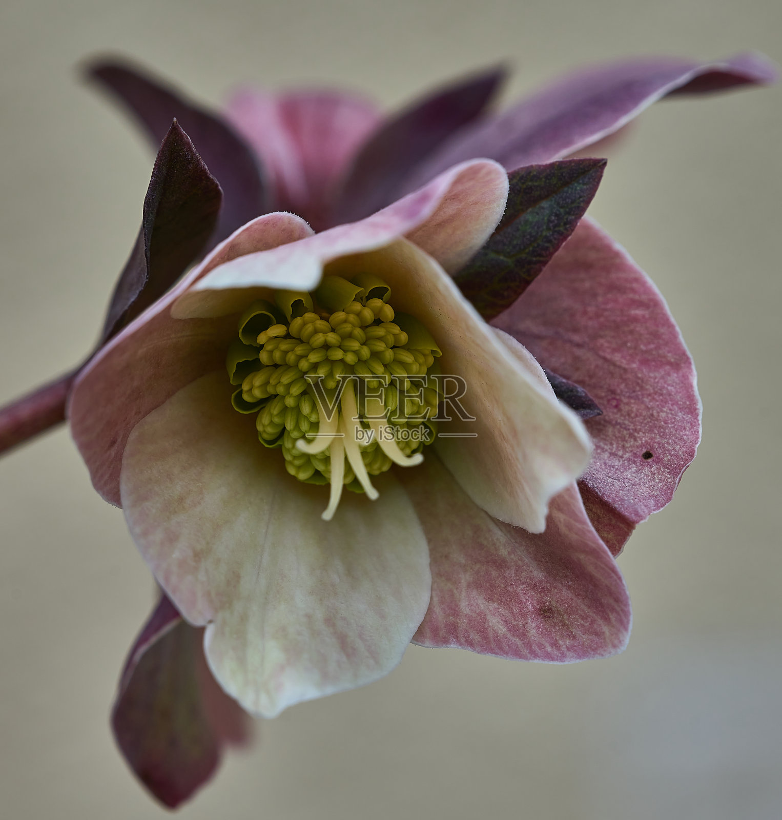 海勒博雷/"兰滕玫瑰"照片摄影图片