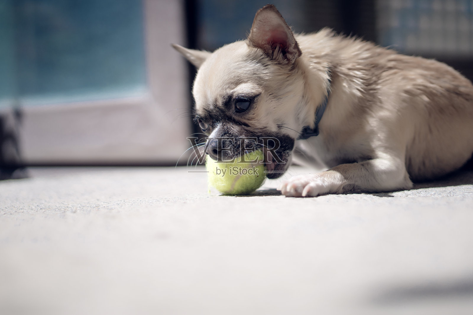 吉娃娃在玩一个小网球照片摄影图片