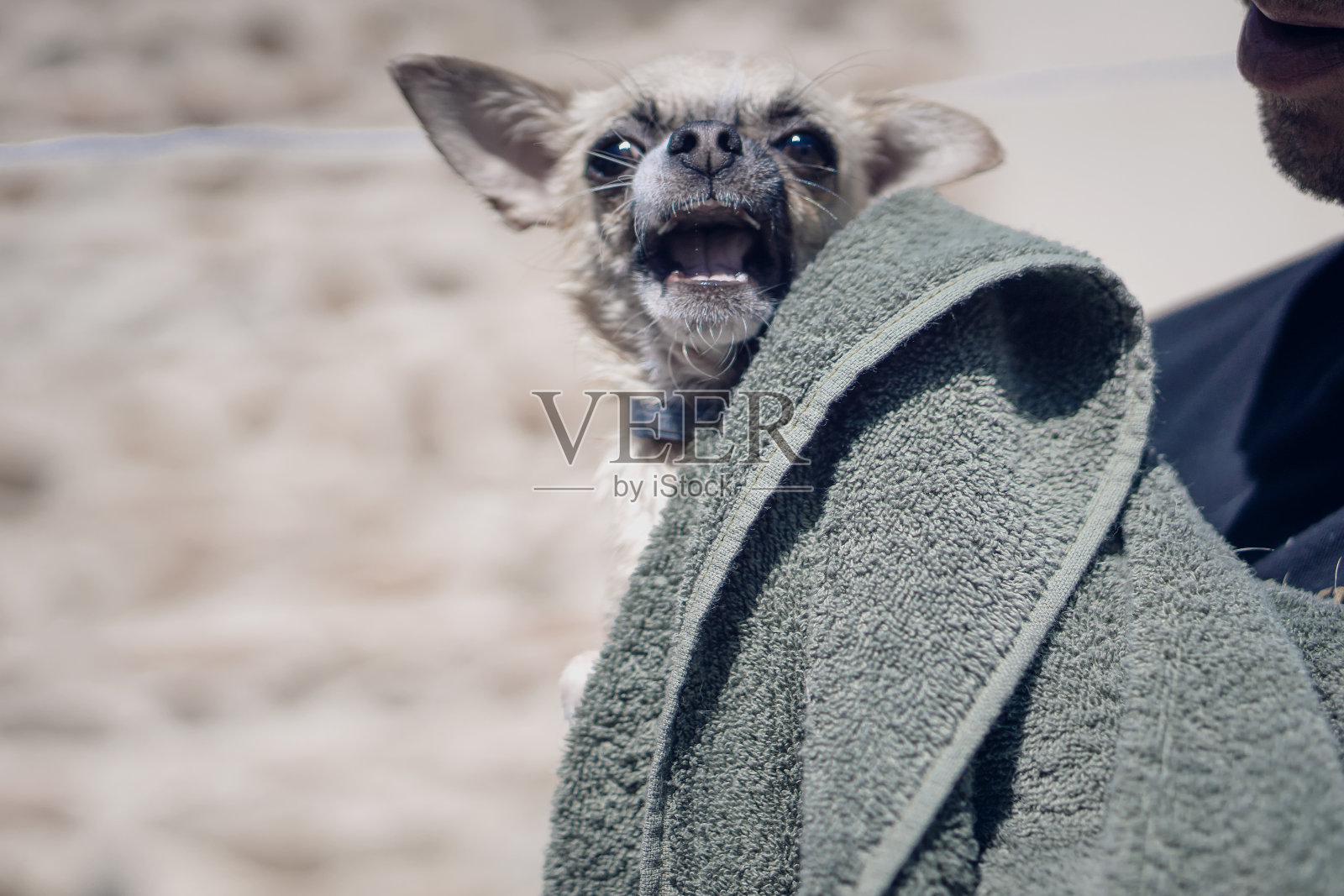 人洗他的棕黄色吉娃娃品种的狗照片摄影图片