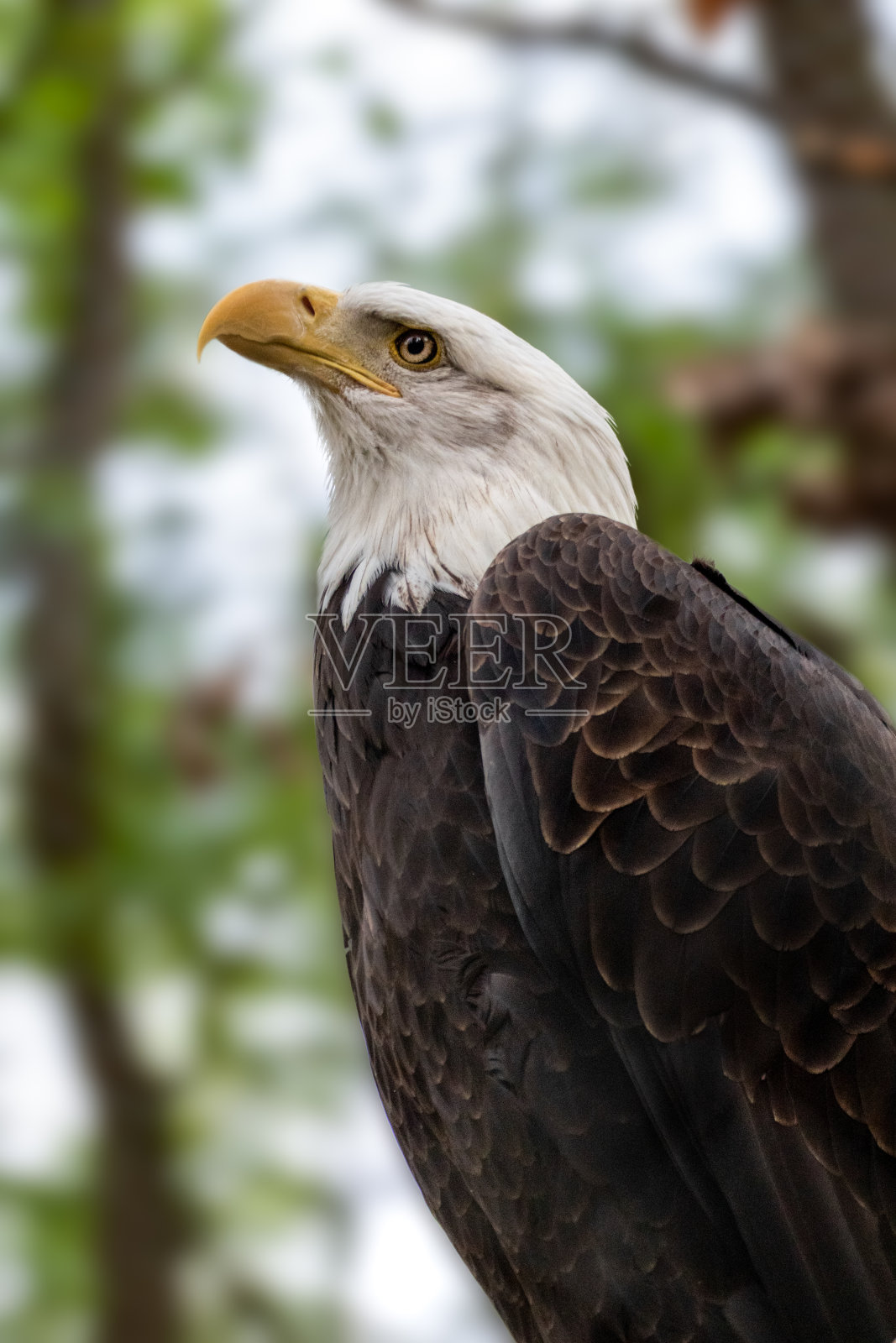 一只野生秃鹰的特写照片摄影图片
