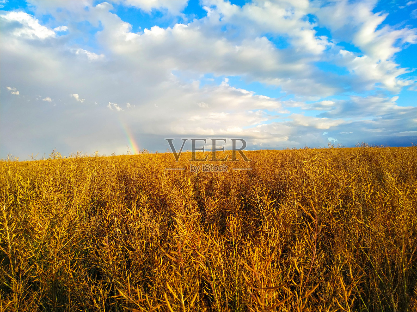 夕阳下黄色的油菜籽田，映衬着蓝天白云和地平线上一道明亮的彩虹。照片摄影图片