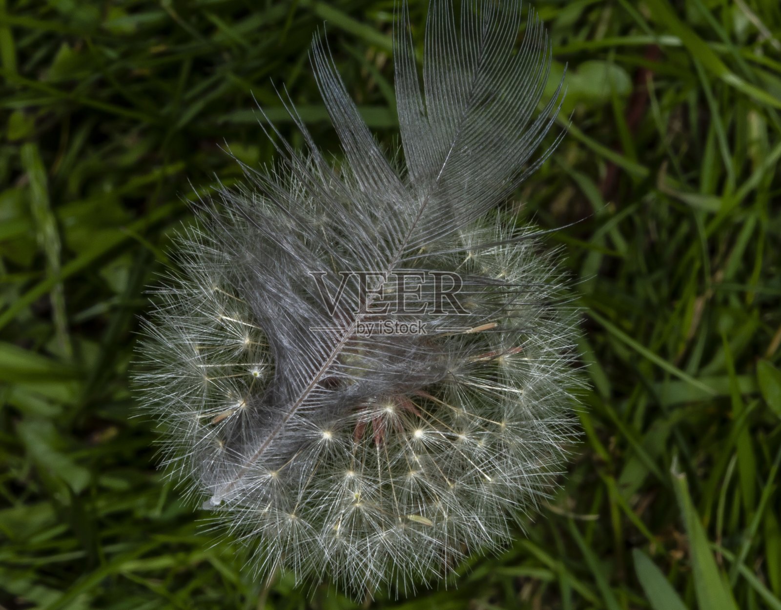 蒲公英上的黑色羽毛。照片摄影图片