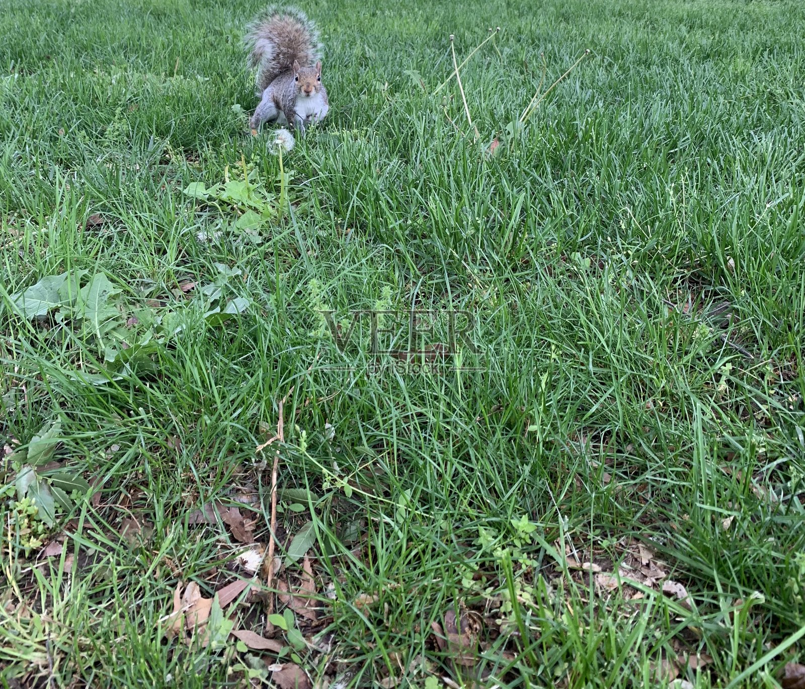 草丛中的松鼠照片摄影图片