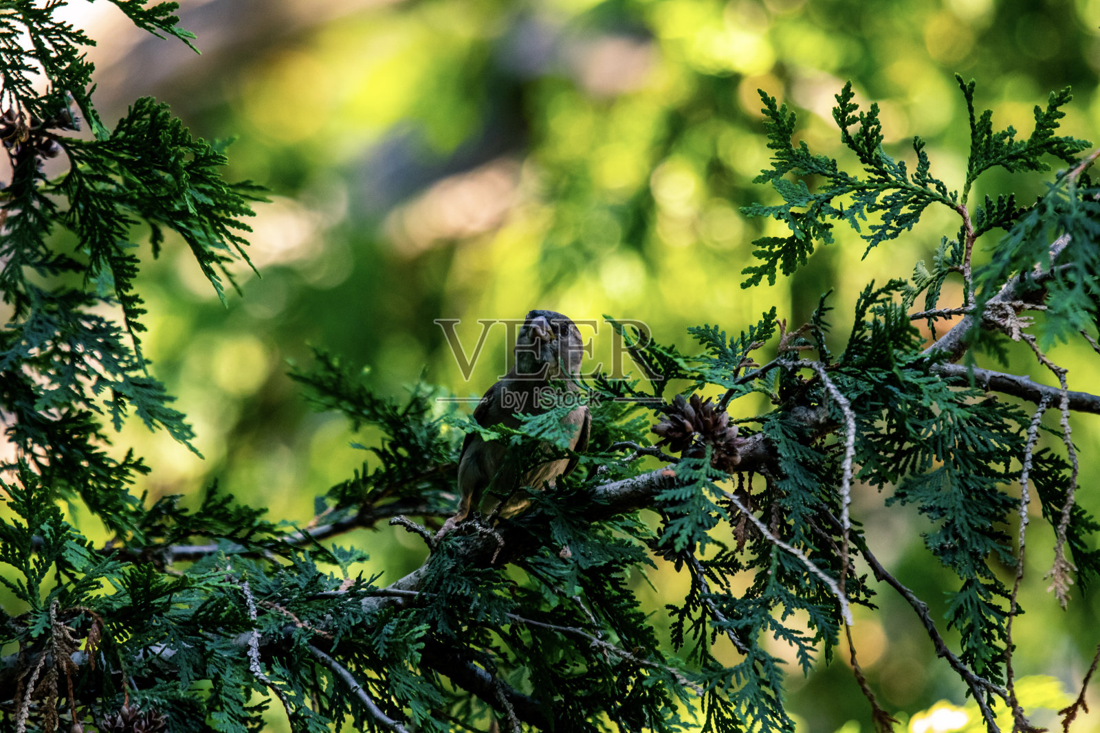 家麻雀在树枝上3照片摄影图片