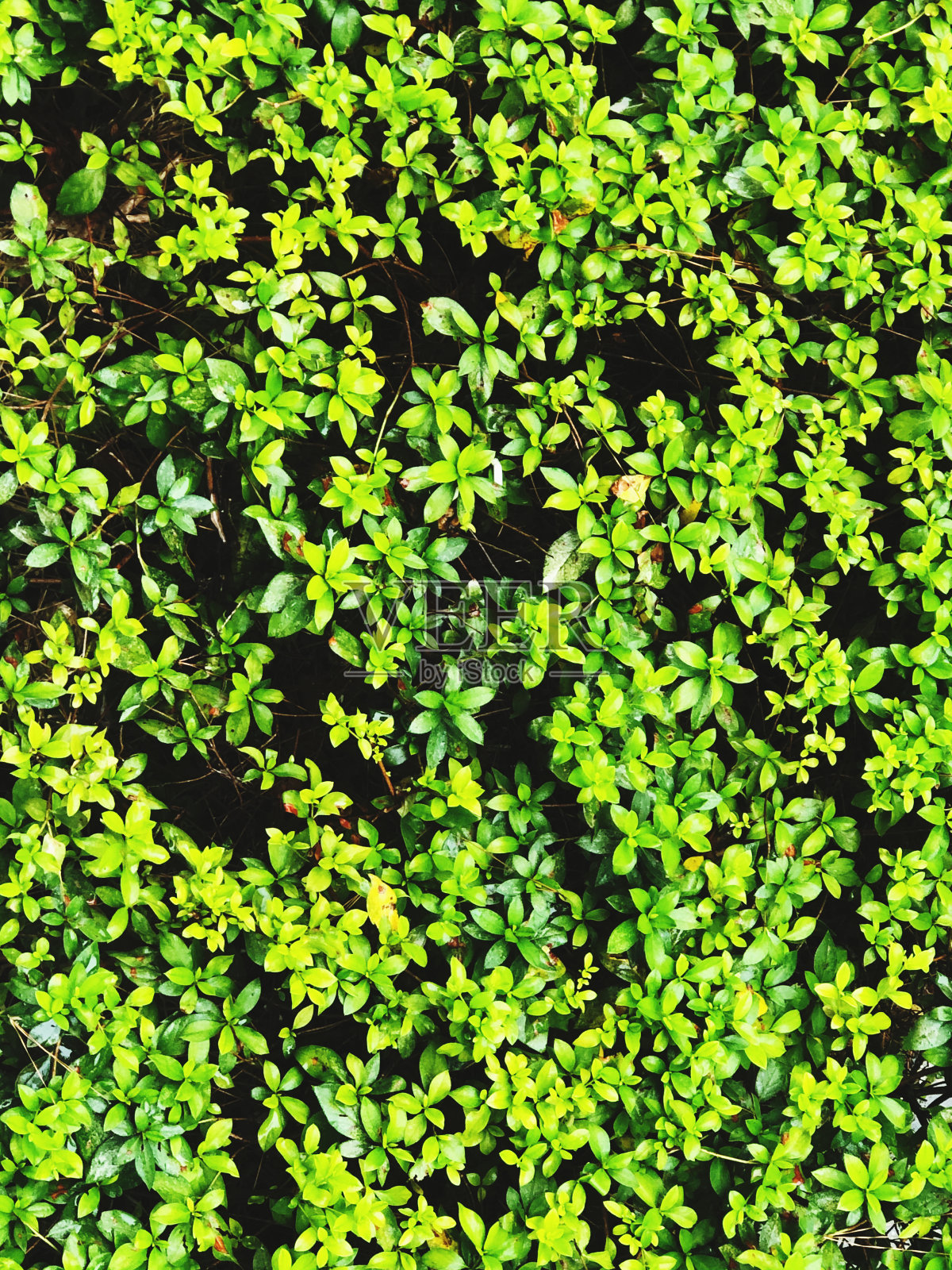 灌木背景照片摄影图片