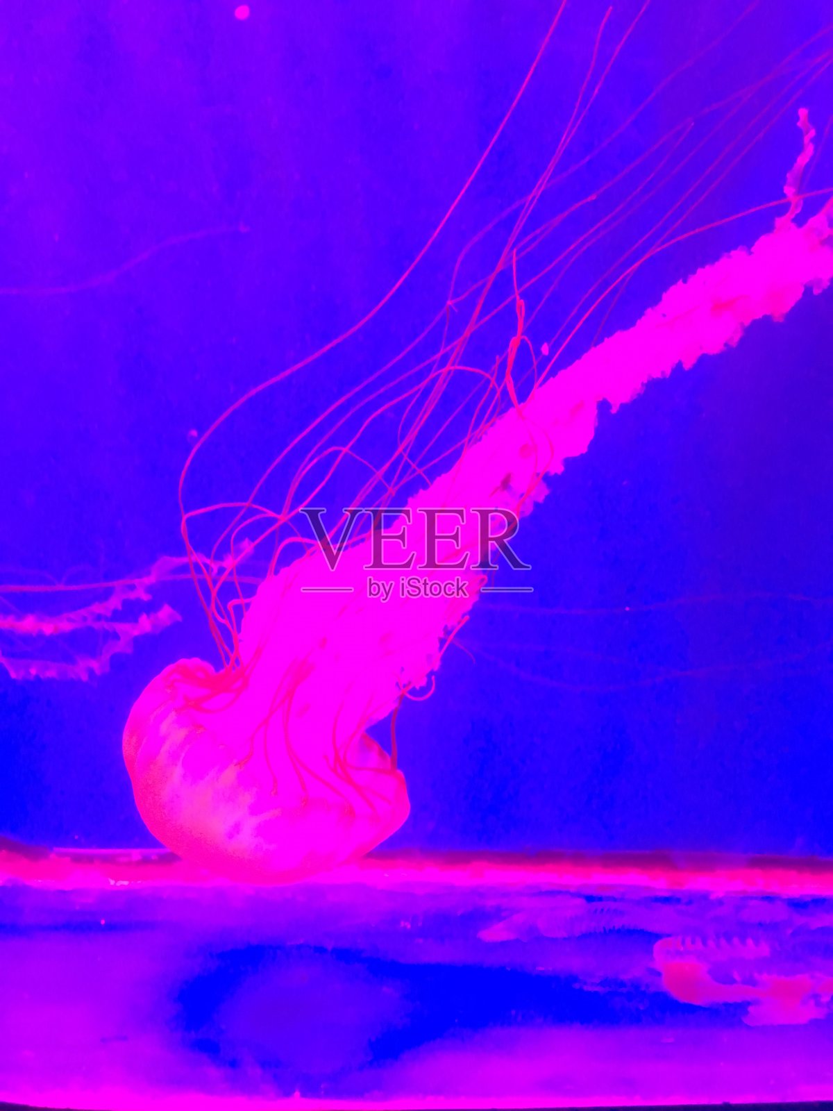 海洋生物照片摄影图片