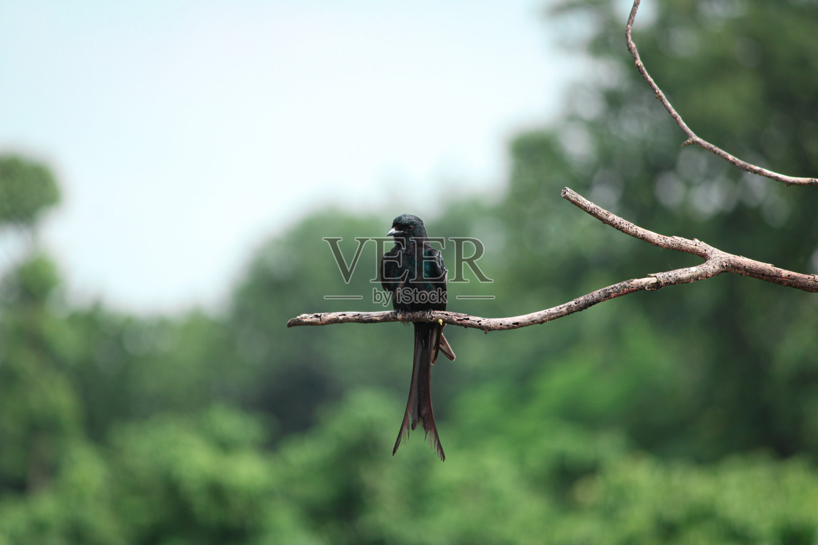 吞下照片摄影图片