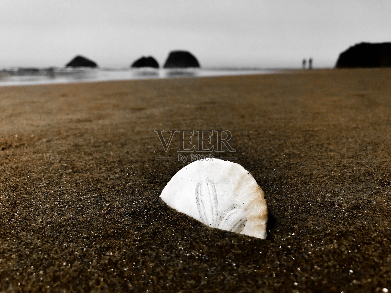 海胆照片摄影图片