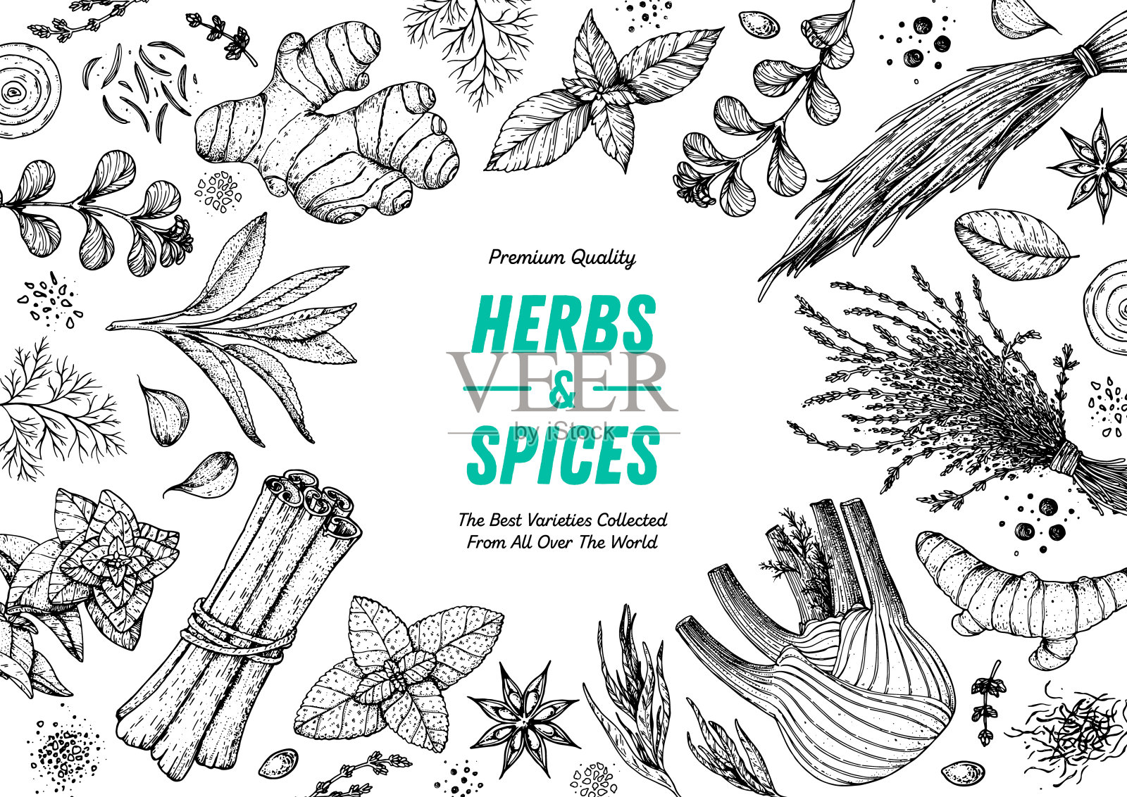 香草和香料手绘矢量插图。芳香植物。手绘食物素描。的插图。卡的设计。素描风格。香料和香草黑白相间的设计。插画图片素材