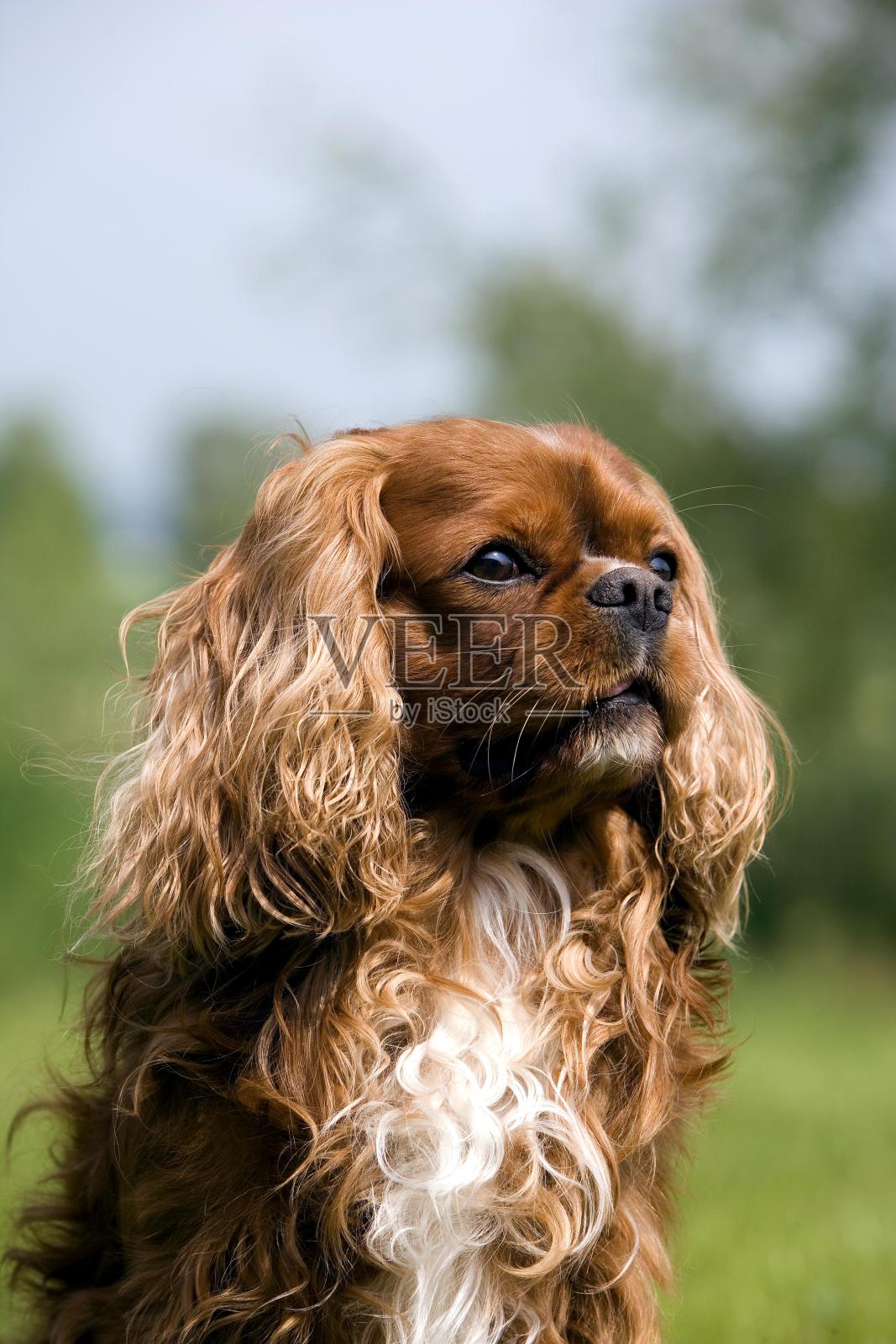 骑士查尔斯王猎犬，男性肖像照片摄影图片