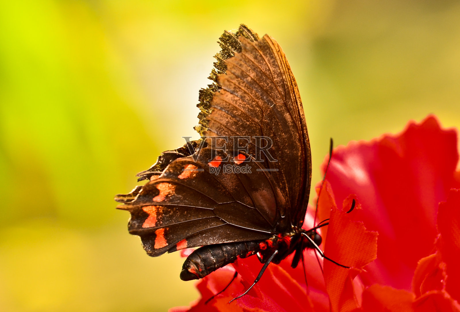 一只五颜六色的蝴蝶非常美丽，非常脆弱，宏观上，有很多细节照片摄影图片