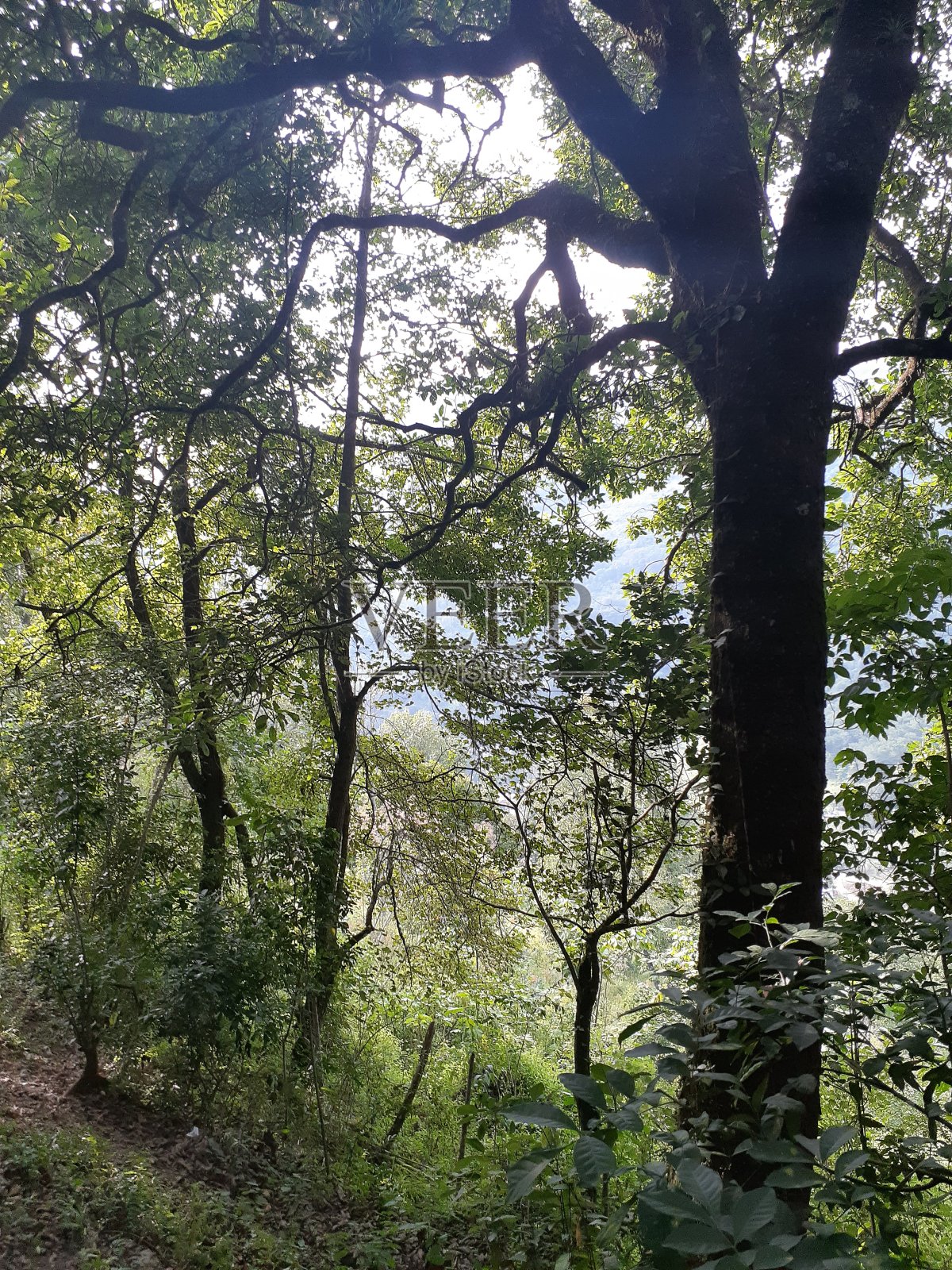 森林照片摄影图片