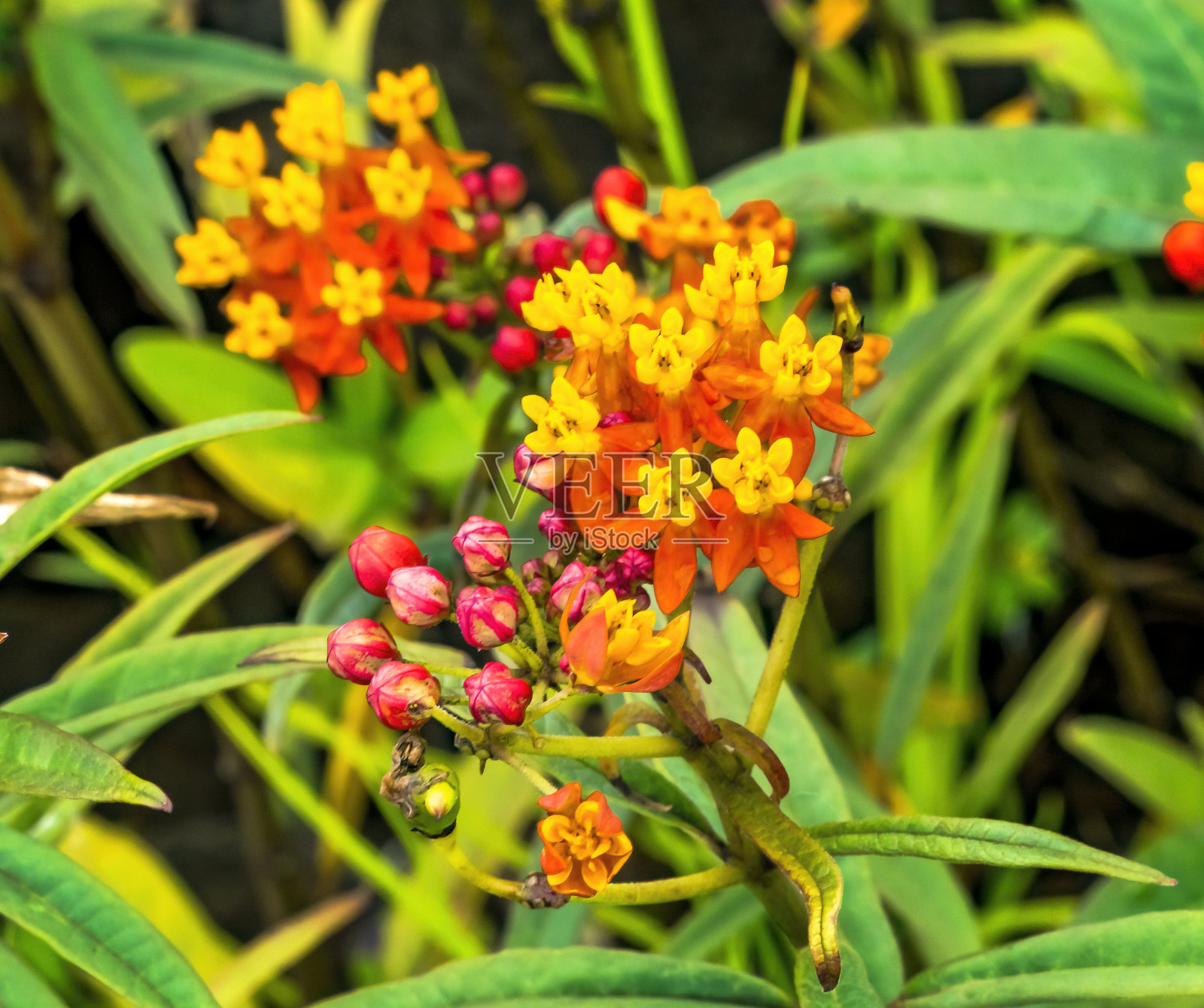 橙色黄色热带马利筋复活节岛智利照片摄影图片