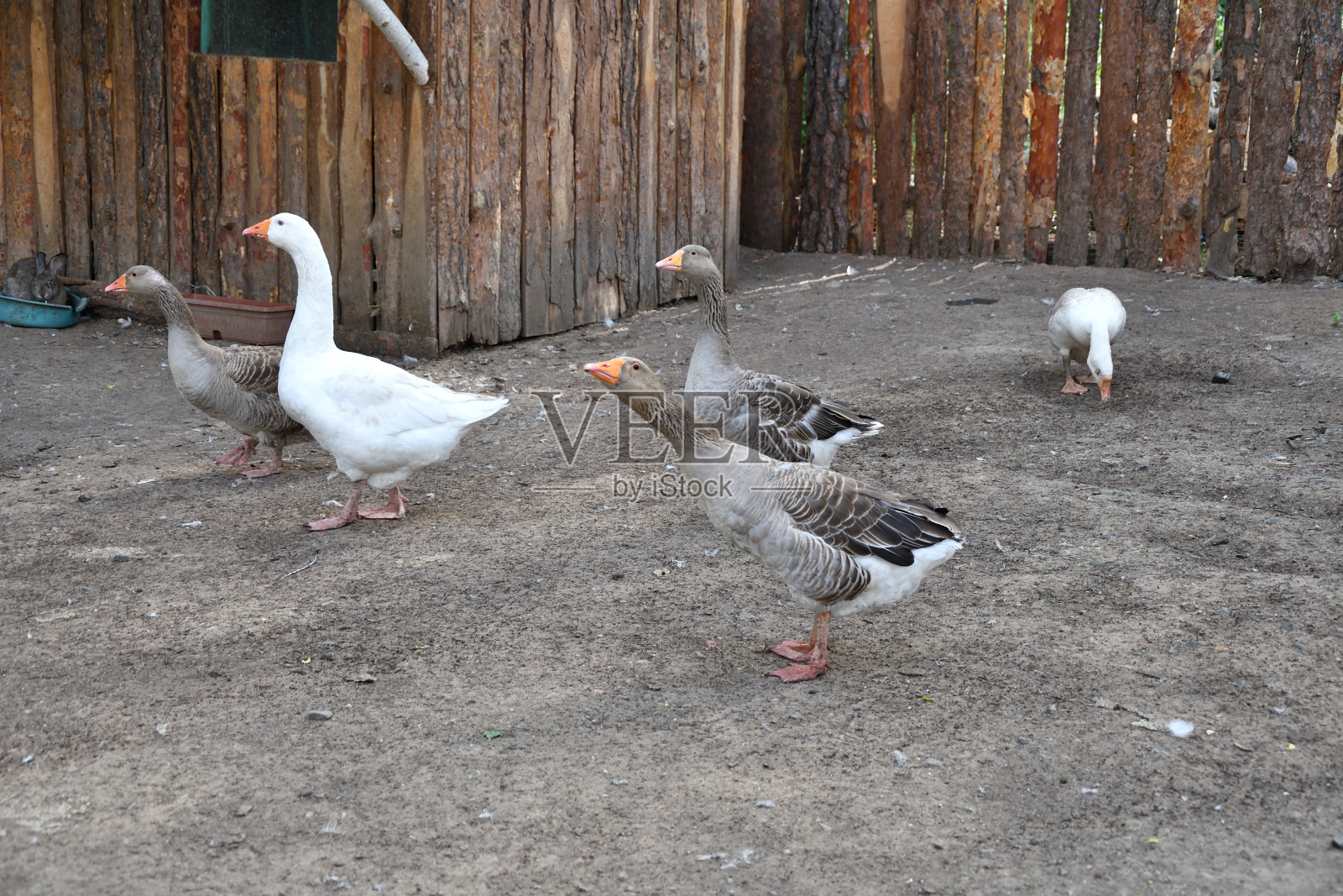 农场里的鹅照片摄影图片