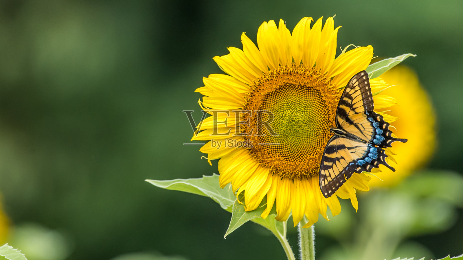 向日葵上的虎蝶照片摄影图片