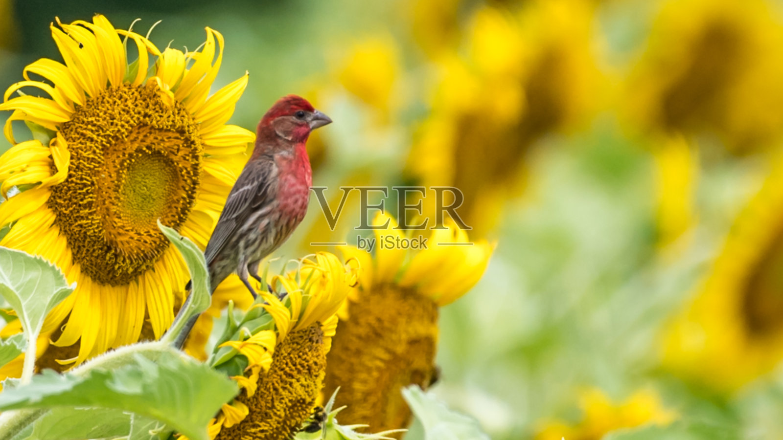 向日葵上的家鸟照片摄影图片