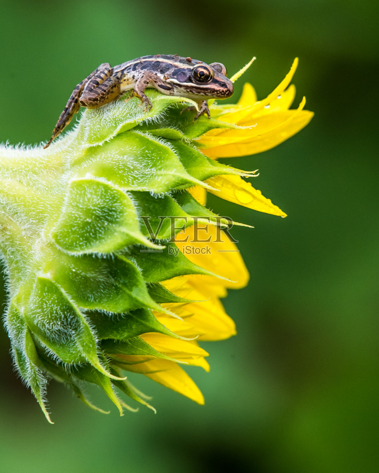 向日葵上的青蛙照片摄影图片